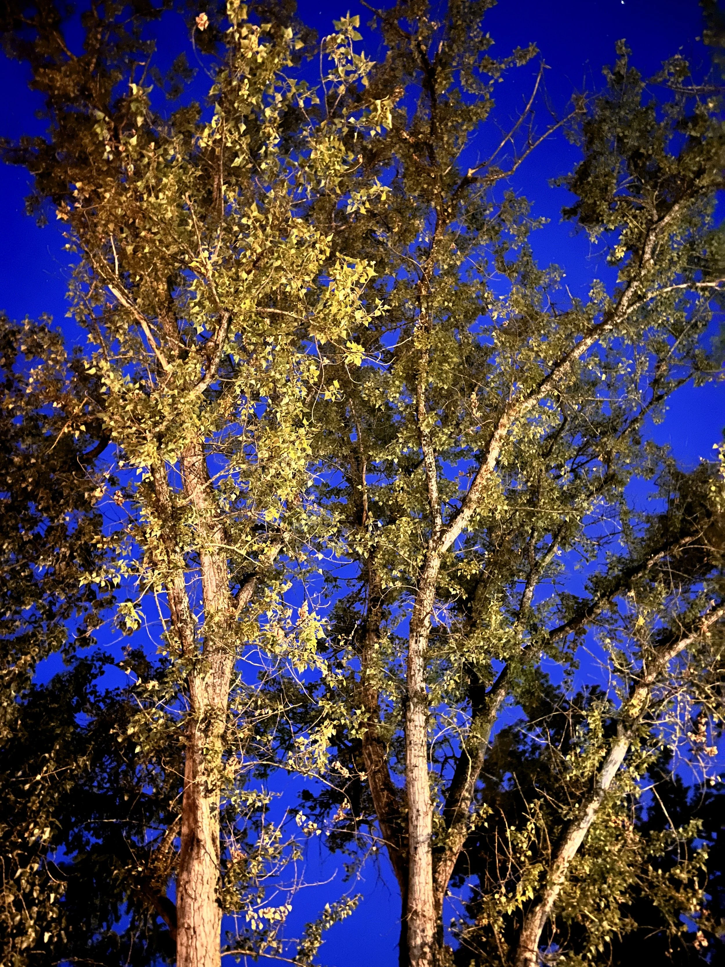 Un arbre avec des feuilles vertes, vu la nuit avec un ciel bleu foncé en arrière-plan.