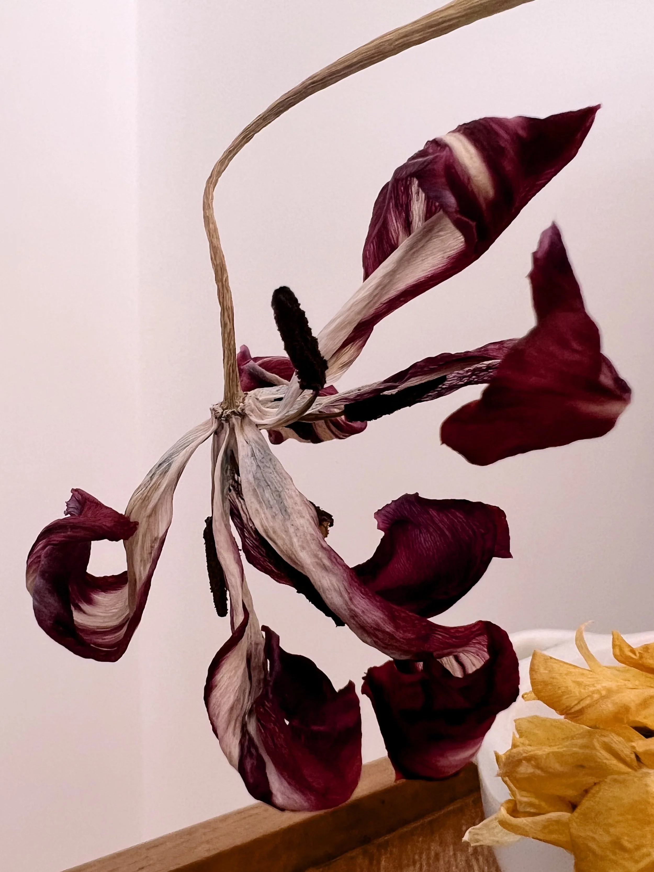Fleurs séchées de couleur bordeaux, blanches et jaunes, disposées dans un vase sur une table en bois.