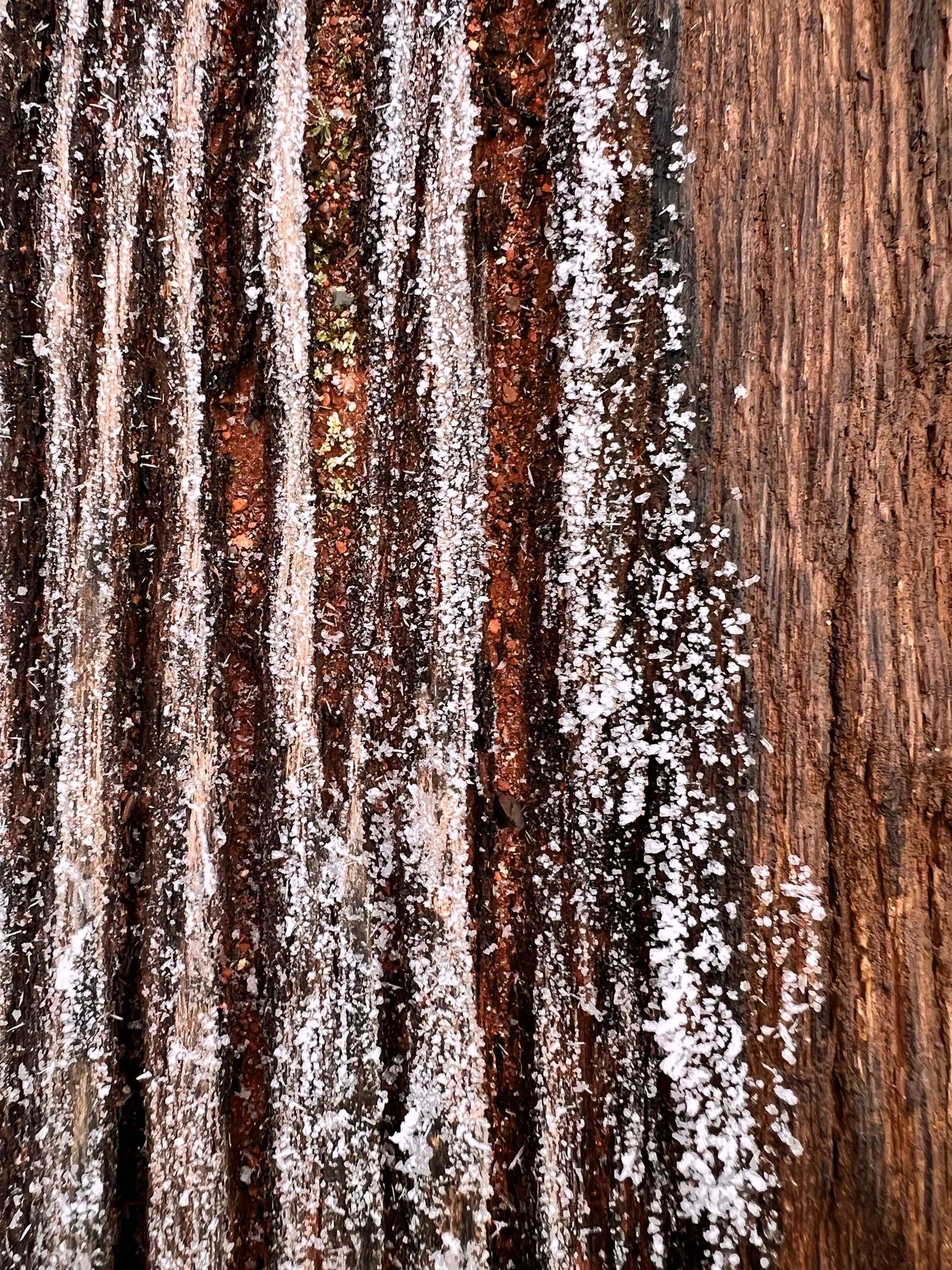 Tronc d'arbre avec des moult lichens blancs et bruns, et un sol en terre avec des feuilles.