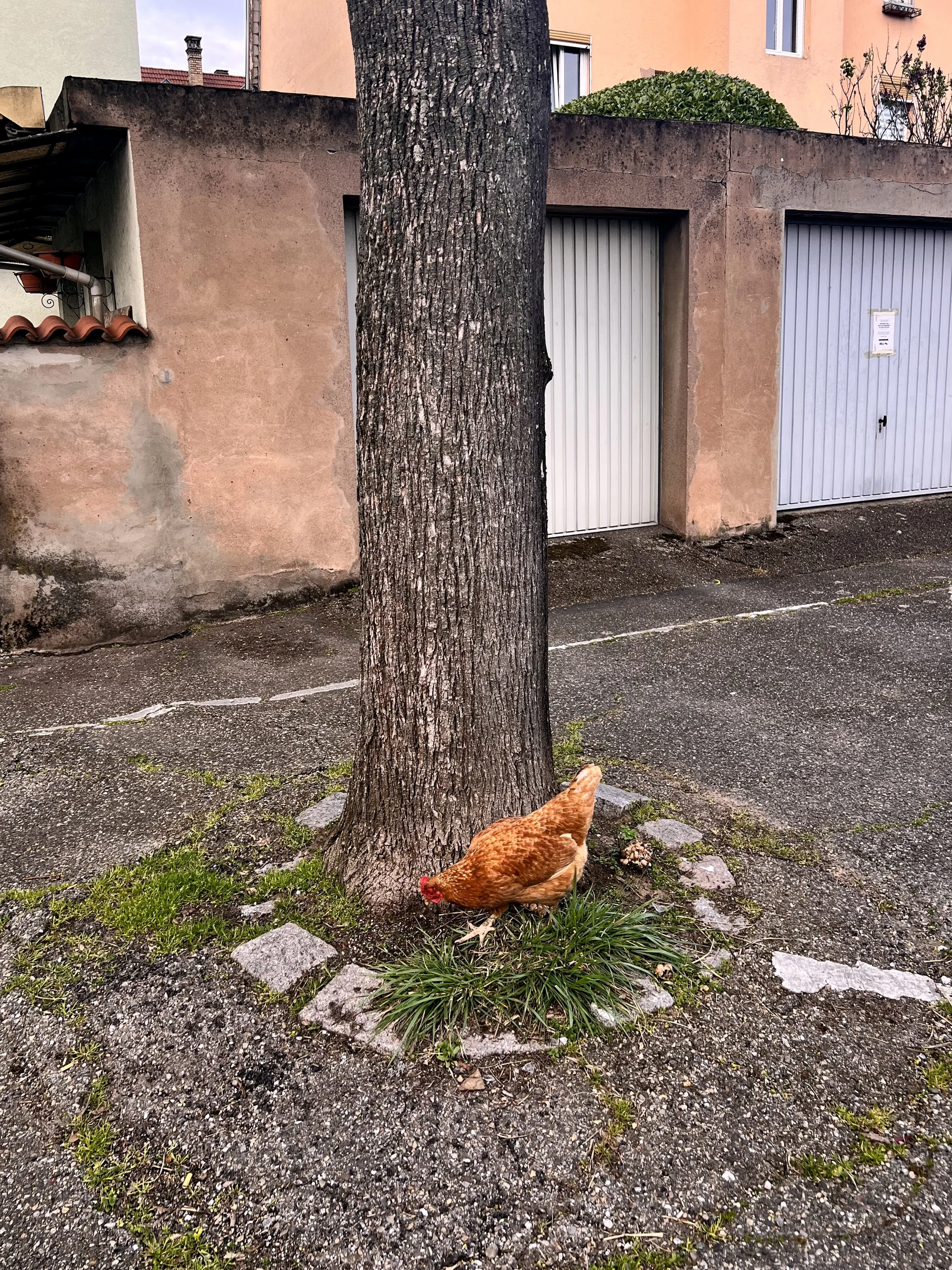 Une poule brune picorant dans l'herbe devant un arbre, avec un mur en béton et des maisons en arrière-plan.
