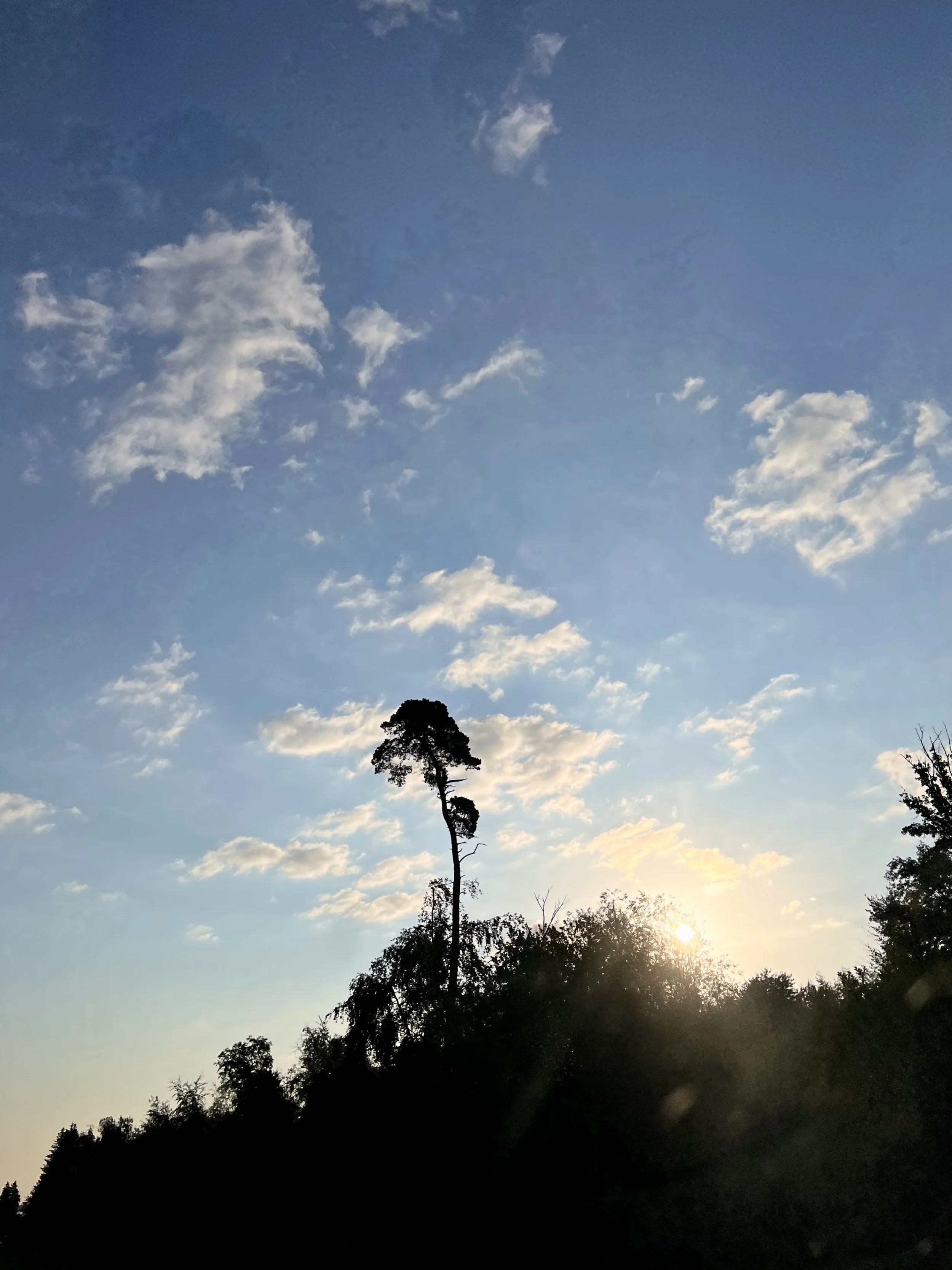 Un paysage naturel avec des arbres silhouettés contre un ciel bleu avec quelques nuages et le soleil couchant à l'horizon.
