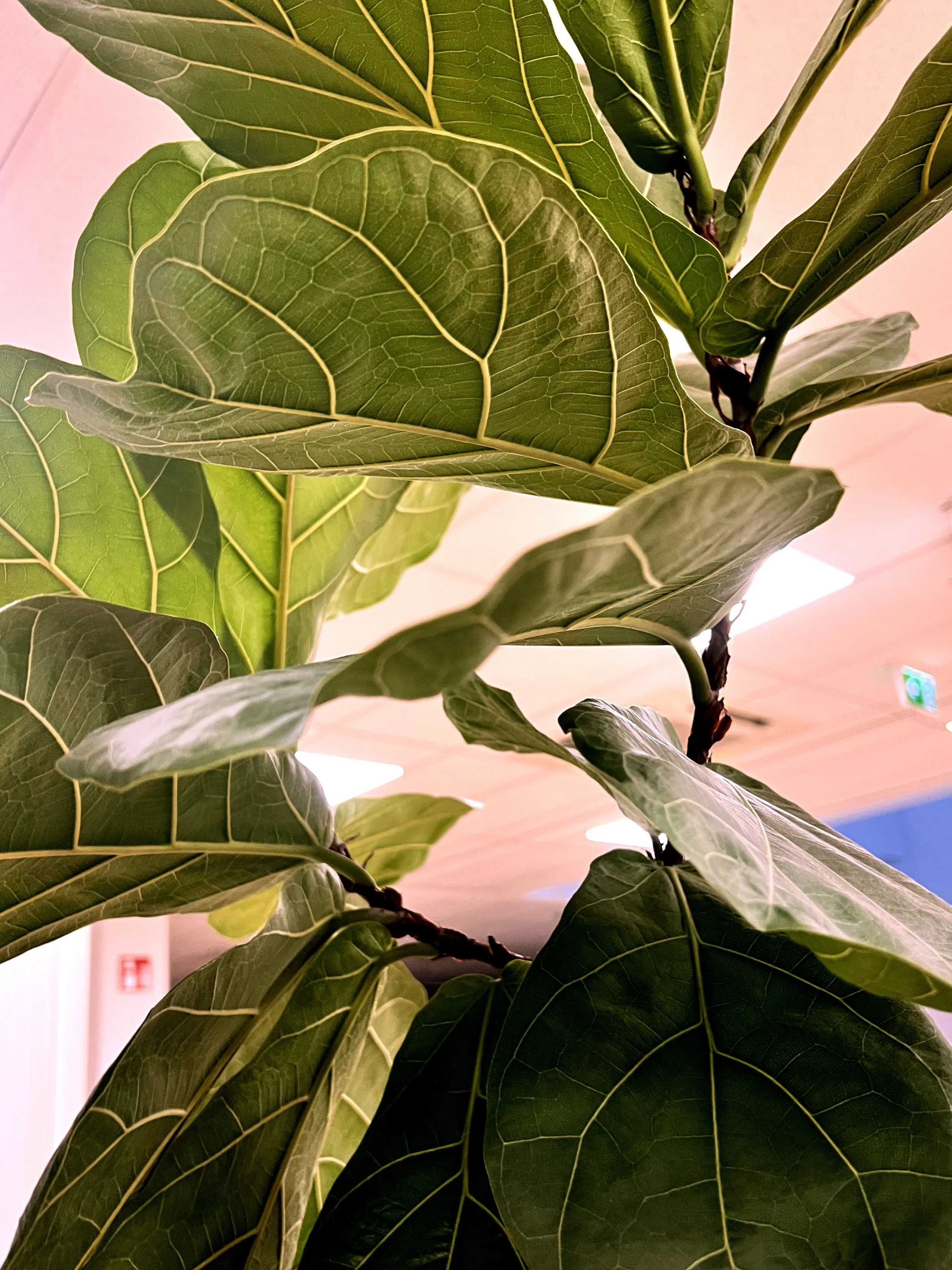Feuilles vertes brillantes et imposantes d'un arbre d'intérieur, probablement un figuier, avec une vue de dessous montrant la structure veineuse.