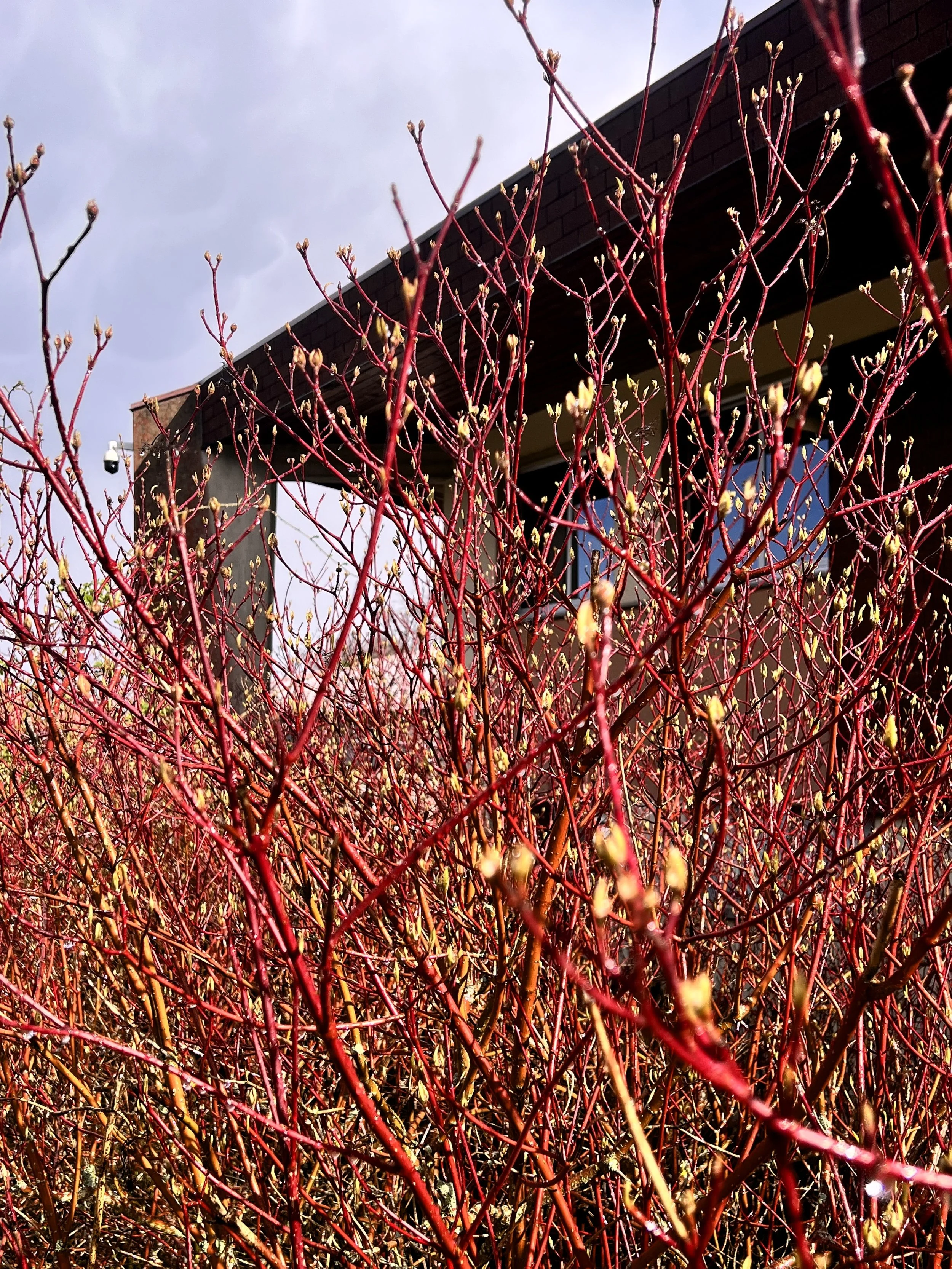 Branches rouges avec de petites bourgeons, devant une maison moderne et un ciel nuageux.