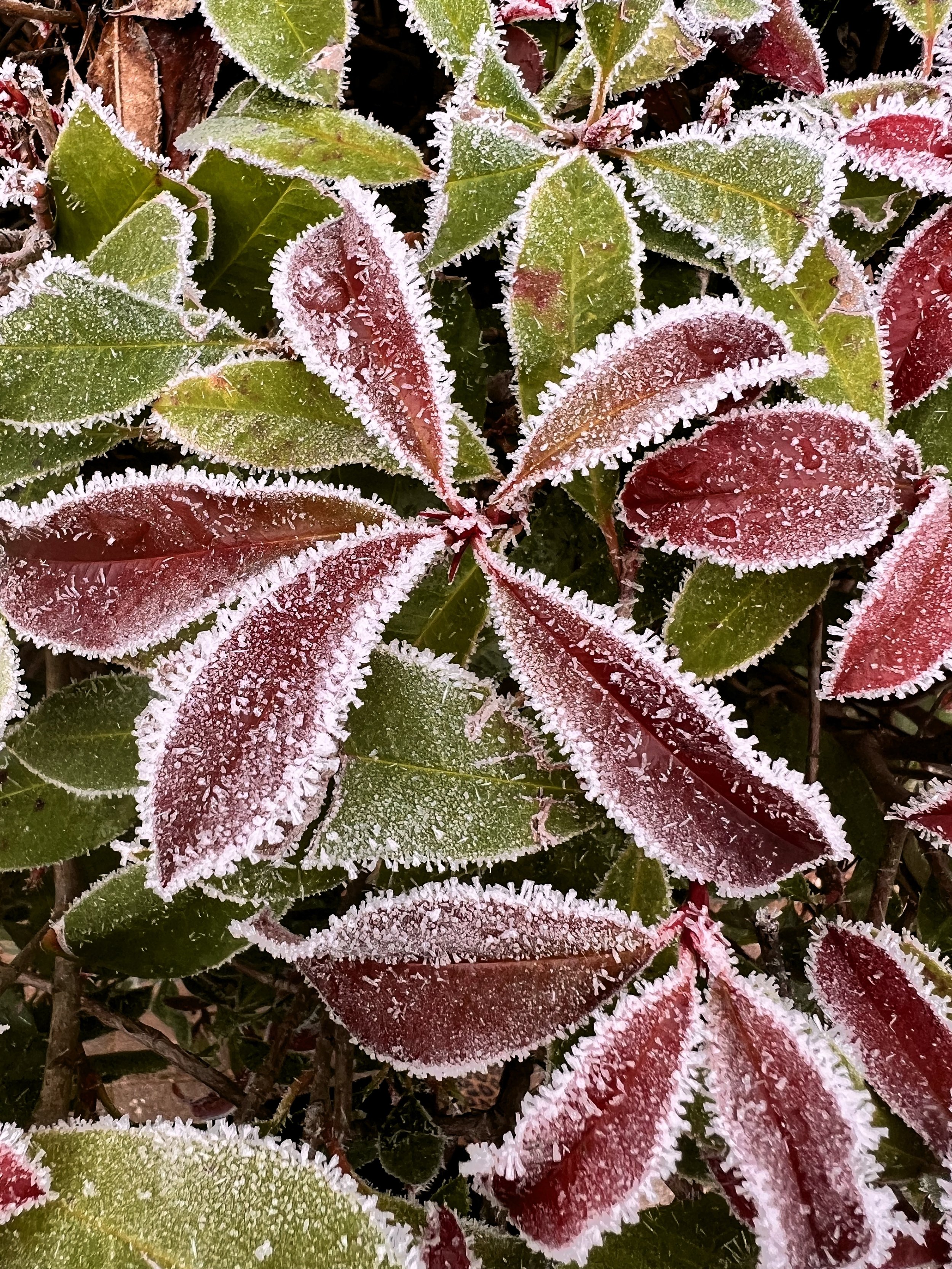 Feuilles de plantes de différentes couleurs, recouvertes de givre ou de glace.