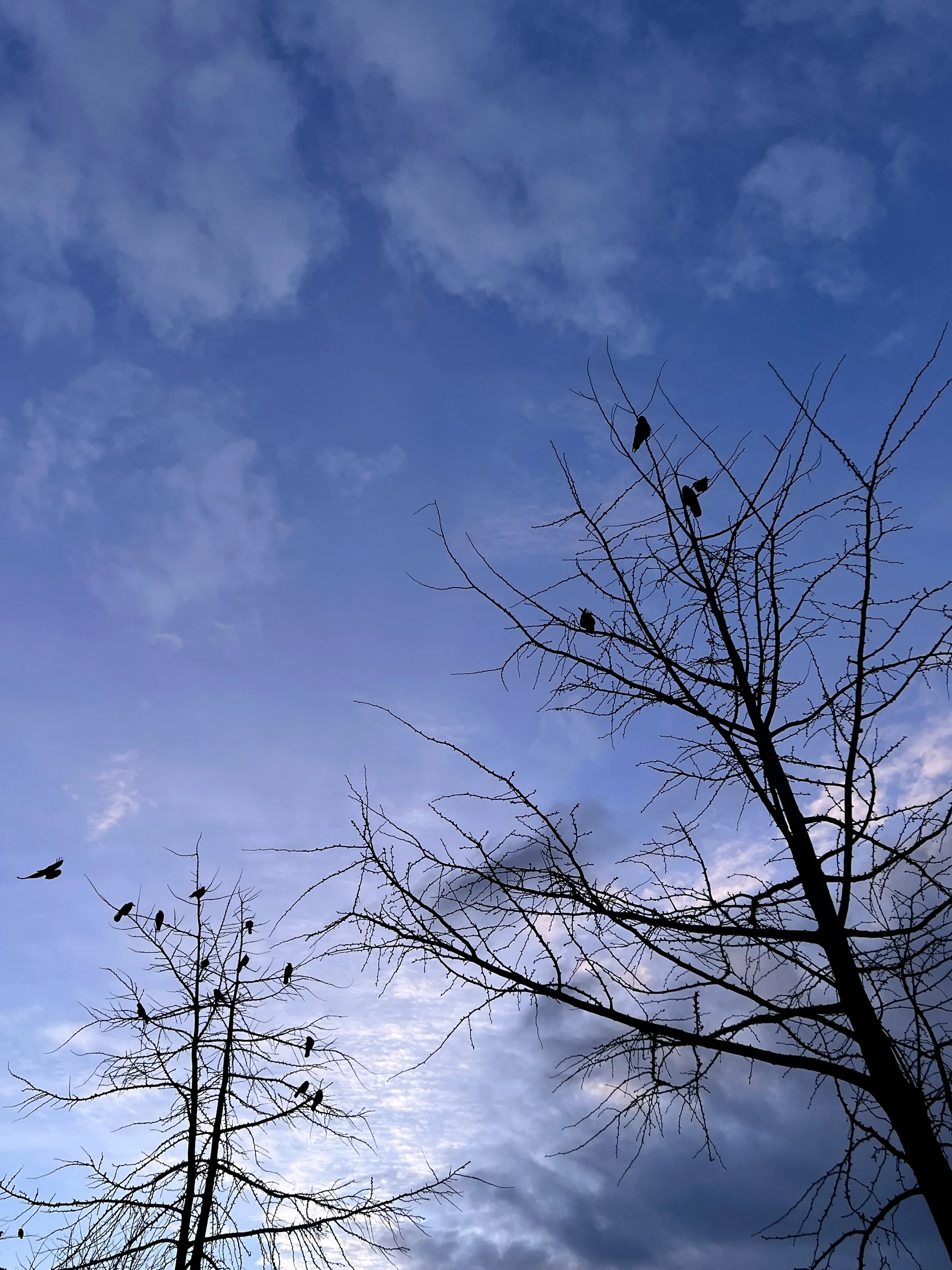 Un arbre sans feuilles avec plusieurs oiseaux perchés sur ses branches contre un ciel en fin de journée avec des nuages.