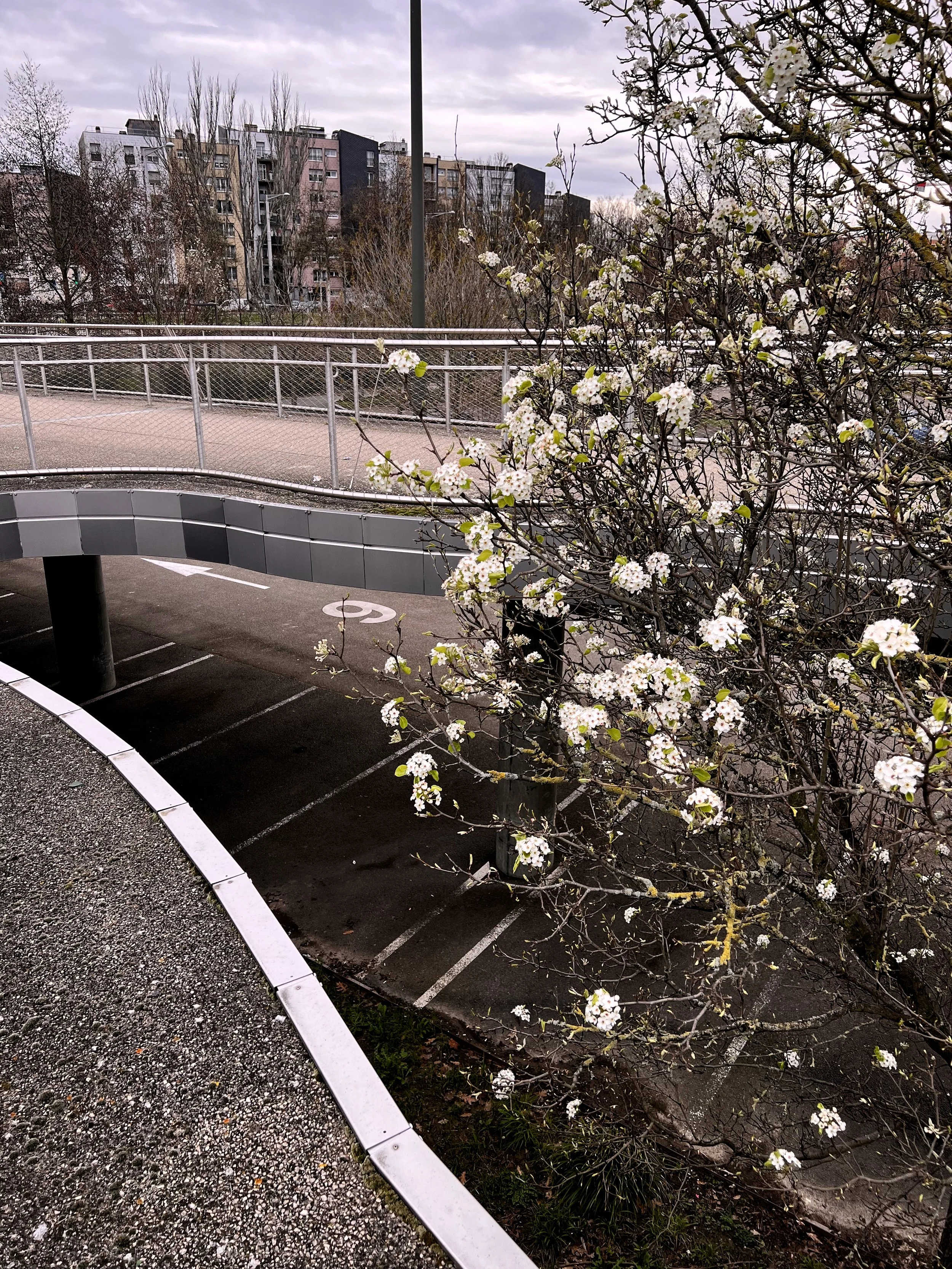 Arbres en fleurs avec bâtiments résidentiels en arrière-plan, vue d'une passerelle en métal au premier plan.
