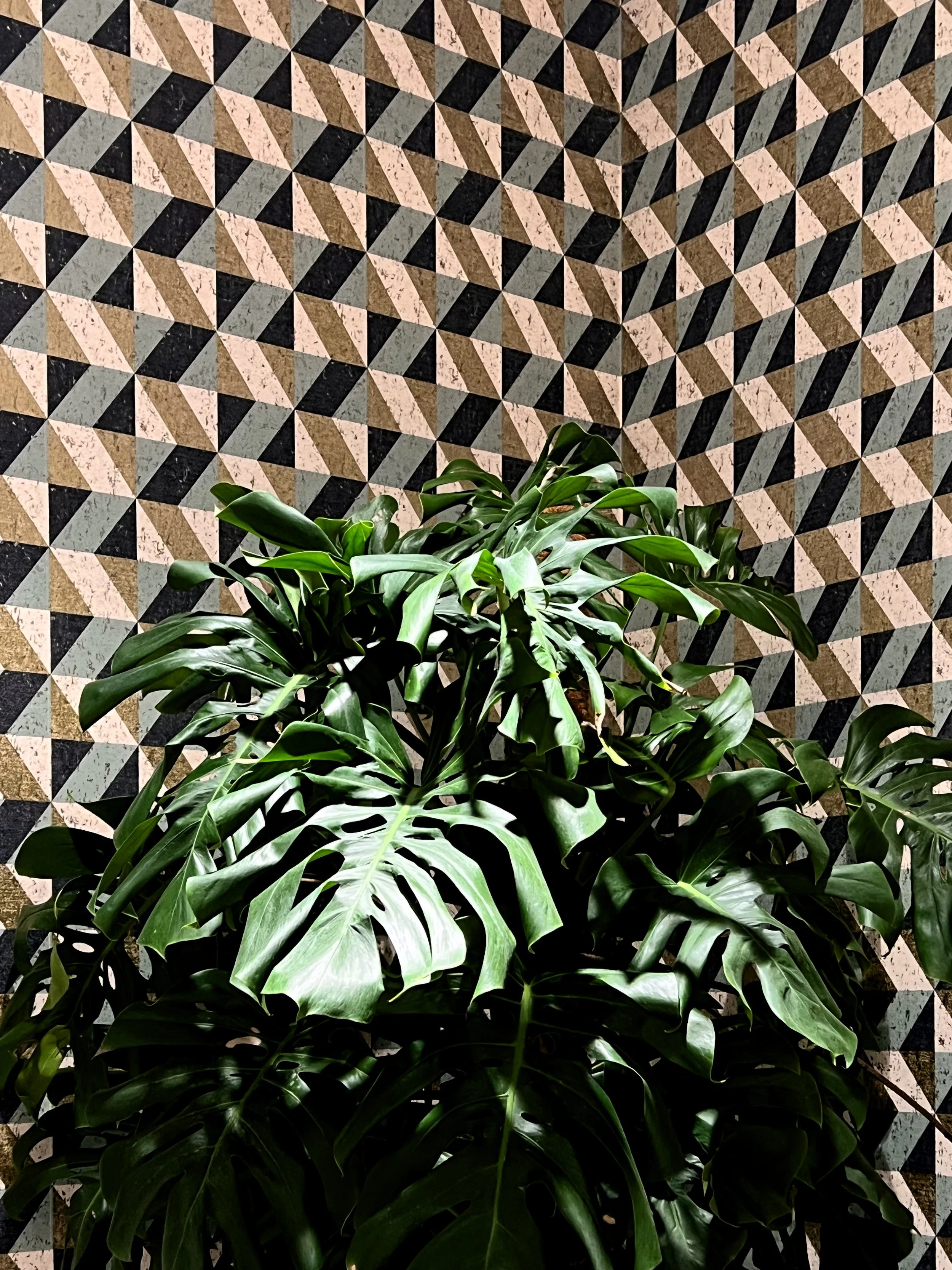 Une plante verte avec de grandes feuilles luisantes devant un mur en mosaïque géométrique avec des formes triangulaires en rose, gris et noir.