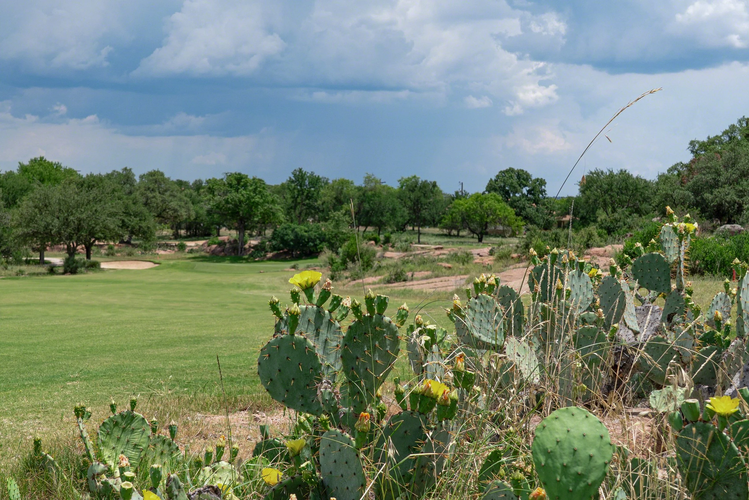 A landscape with green grass, numerous trees, cacti with yellow flowers, and a cloudy sky.