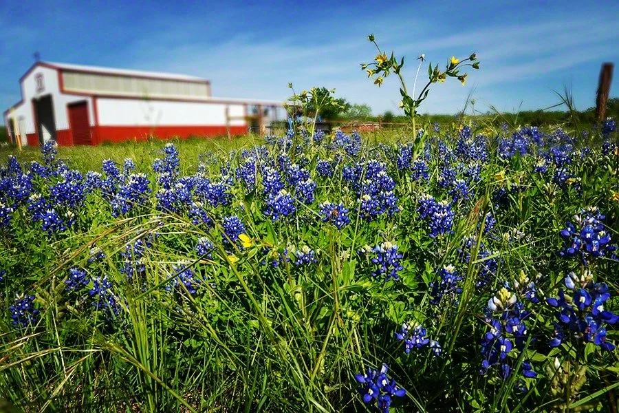 A field of bluebonnet flowers with a red and white barn in the background under a blue sky.