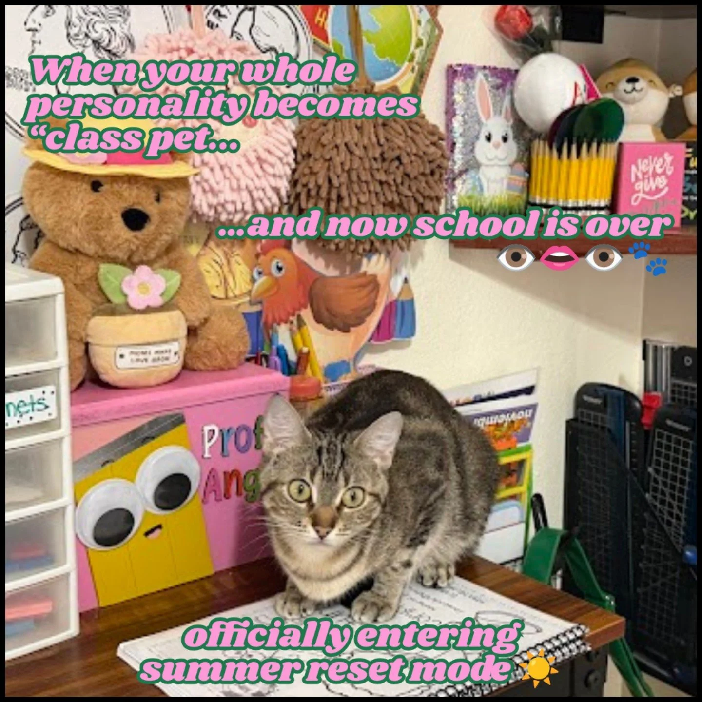 Canela officially survived her first school year as class pet at Angie&rsquo;s Bilingual Class 🐱✨
&hellip;and now she&rsquo;s trying to process what summer break even means 😂☀️🐾

#LaProfeAngie #AngiesBilingualClass #ClassPet #TeacherHumor #Teacher