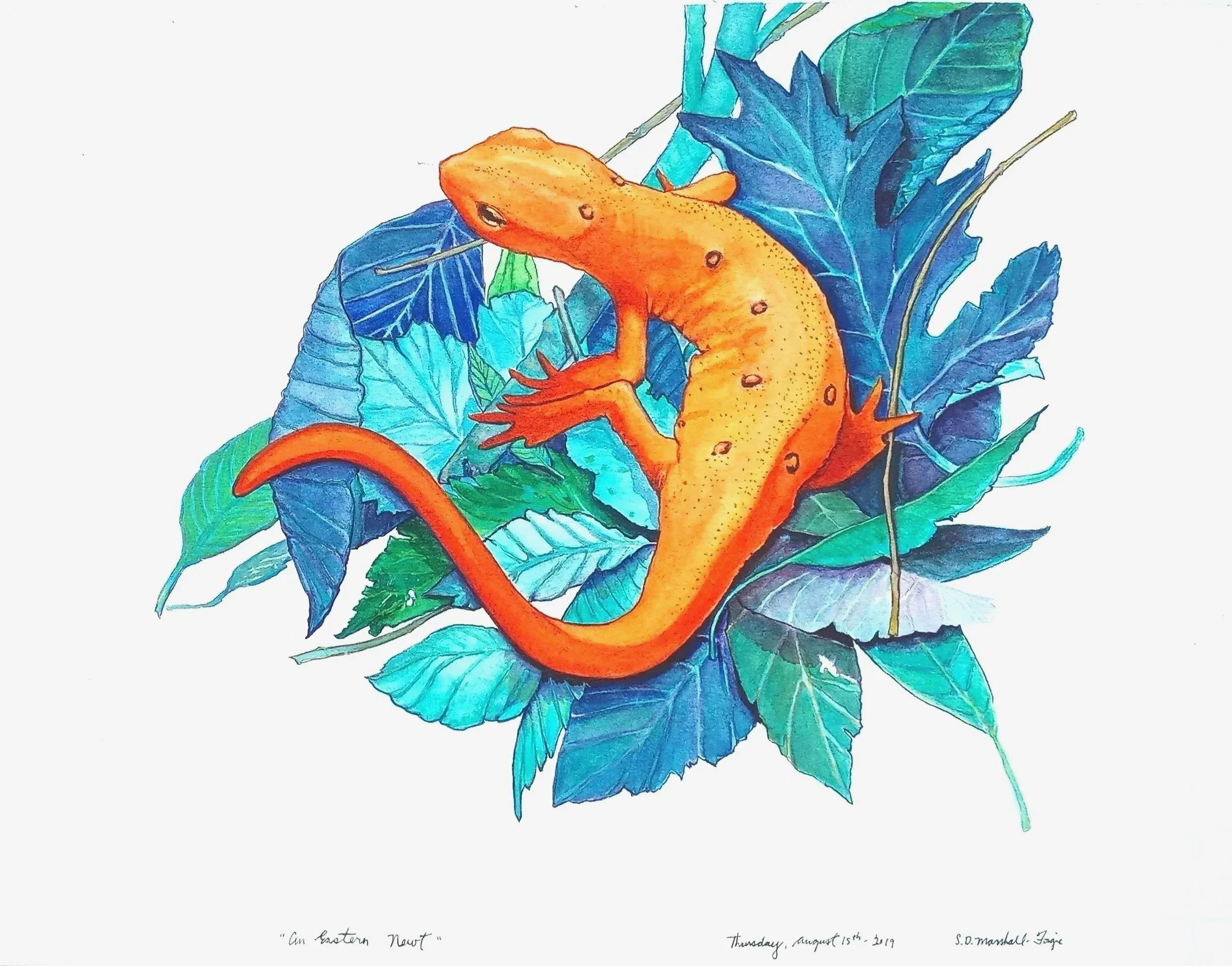 Watercolor Painting of An Eastern Newt on Bed of Teal Green Leaves on a White Background.
