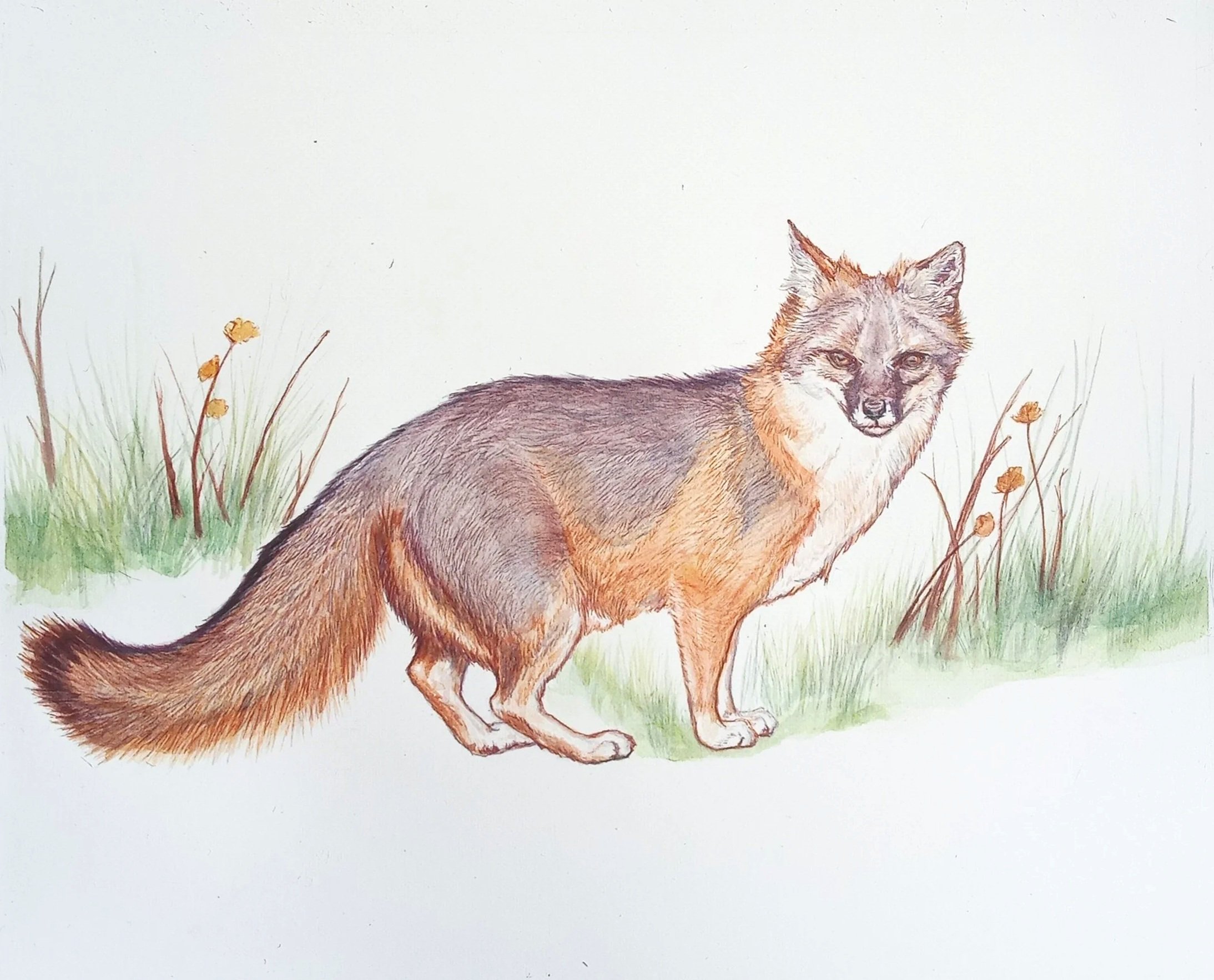 Watercolor Painting of Grey Fox against small grassland and white landscpape.