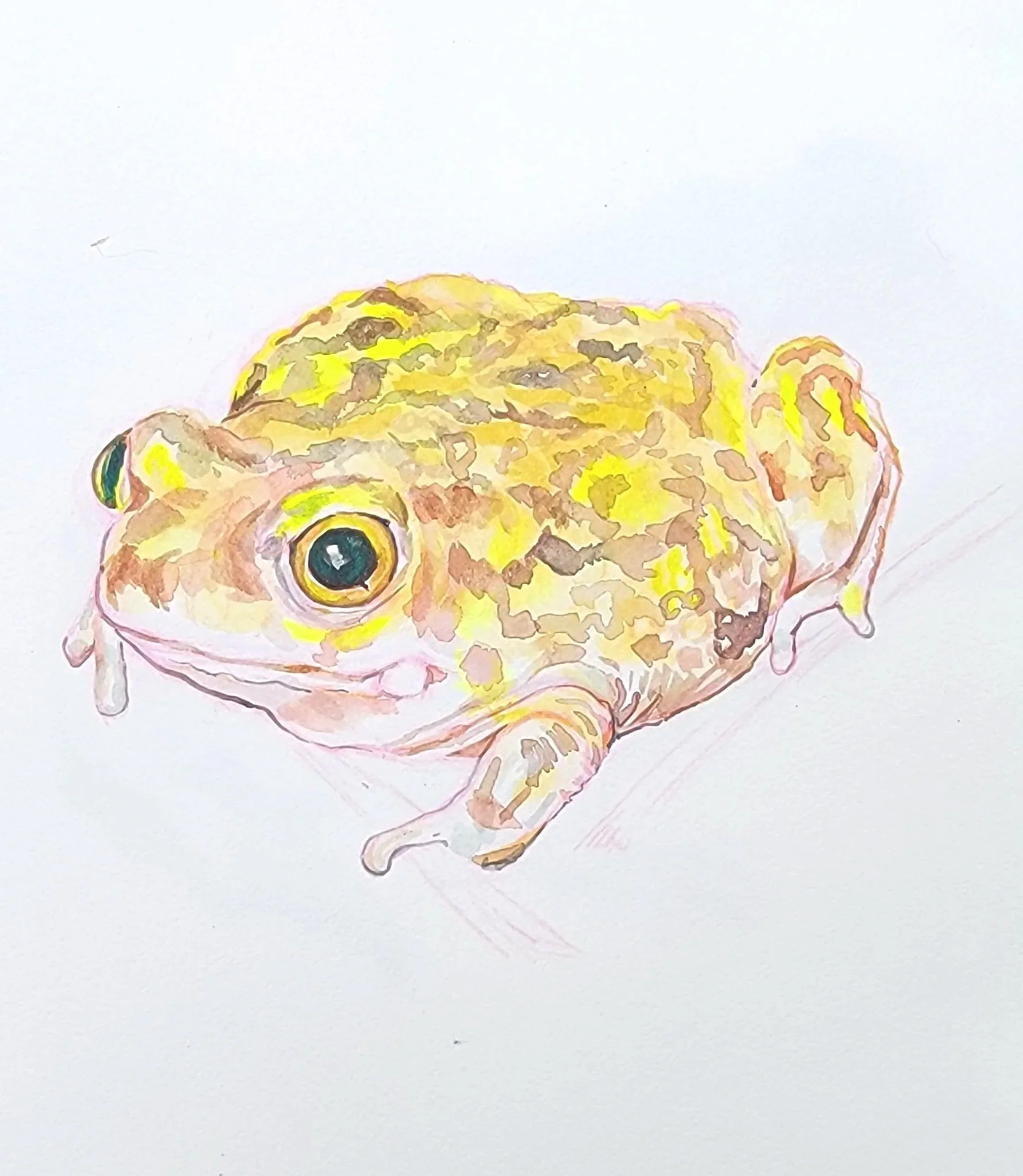 Watercolor study of a Arizona Toad.