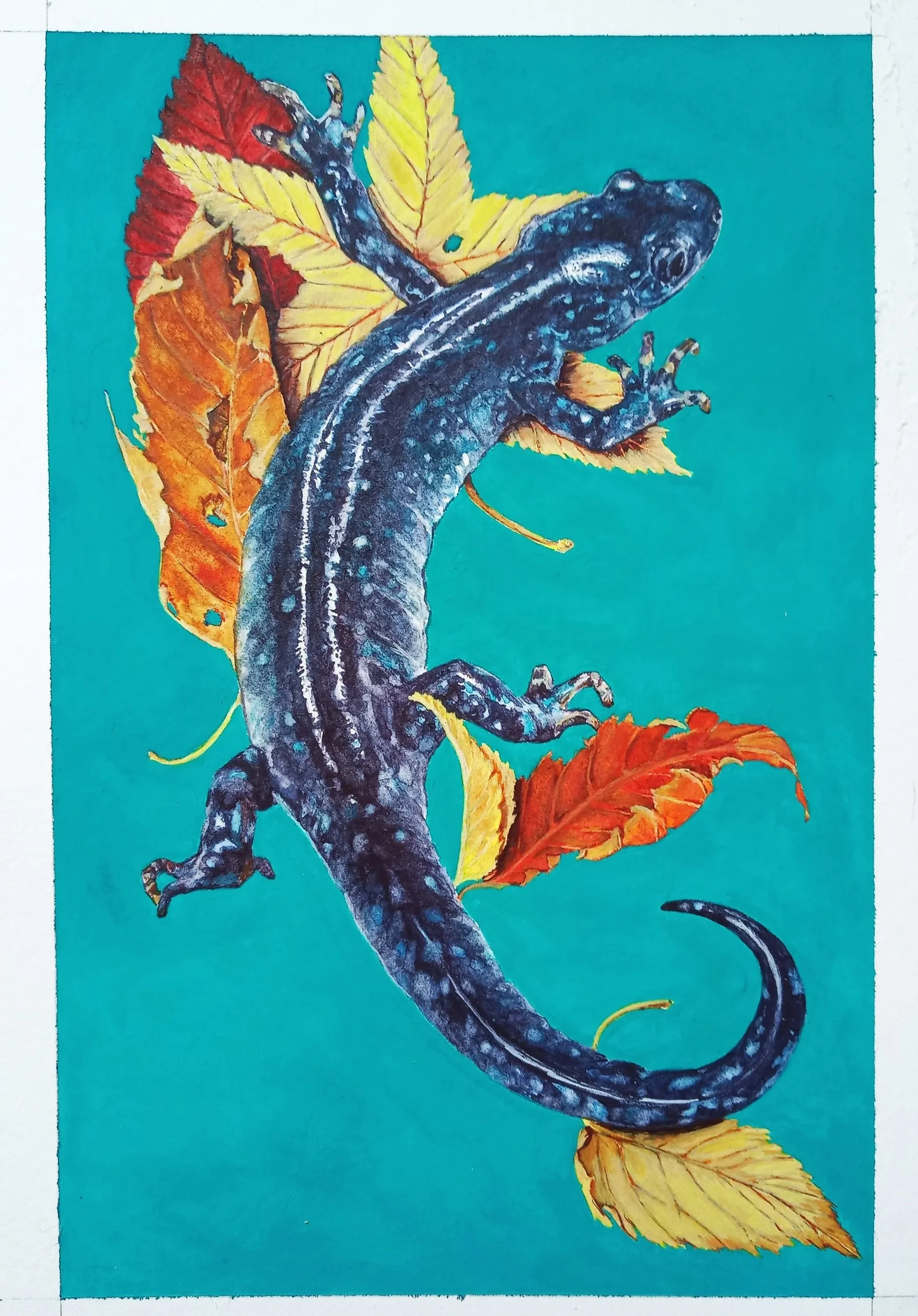 Watercolor Painting of a Blue Spotted Salamander on a fallen leaves with aqua background.