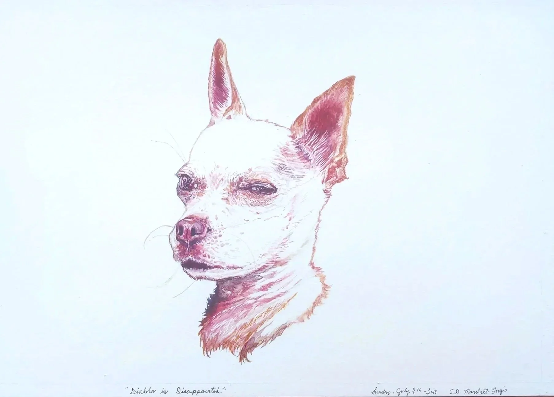 Watercolor Portrait Painting of a squinting Chihuahua.