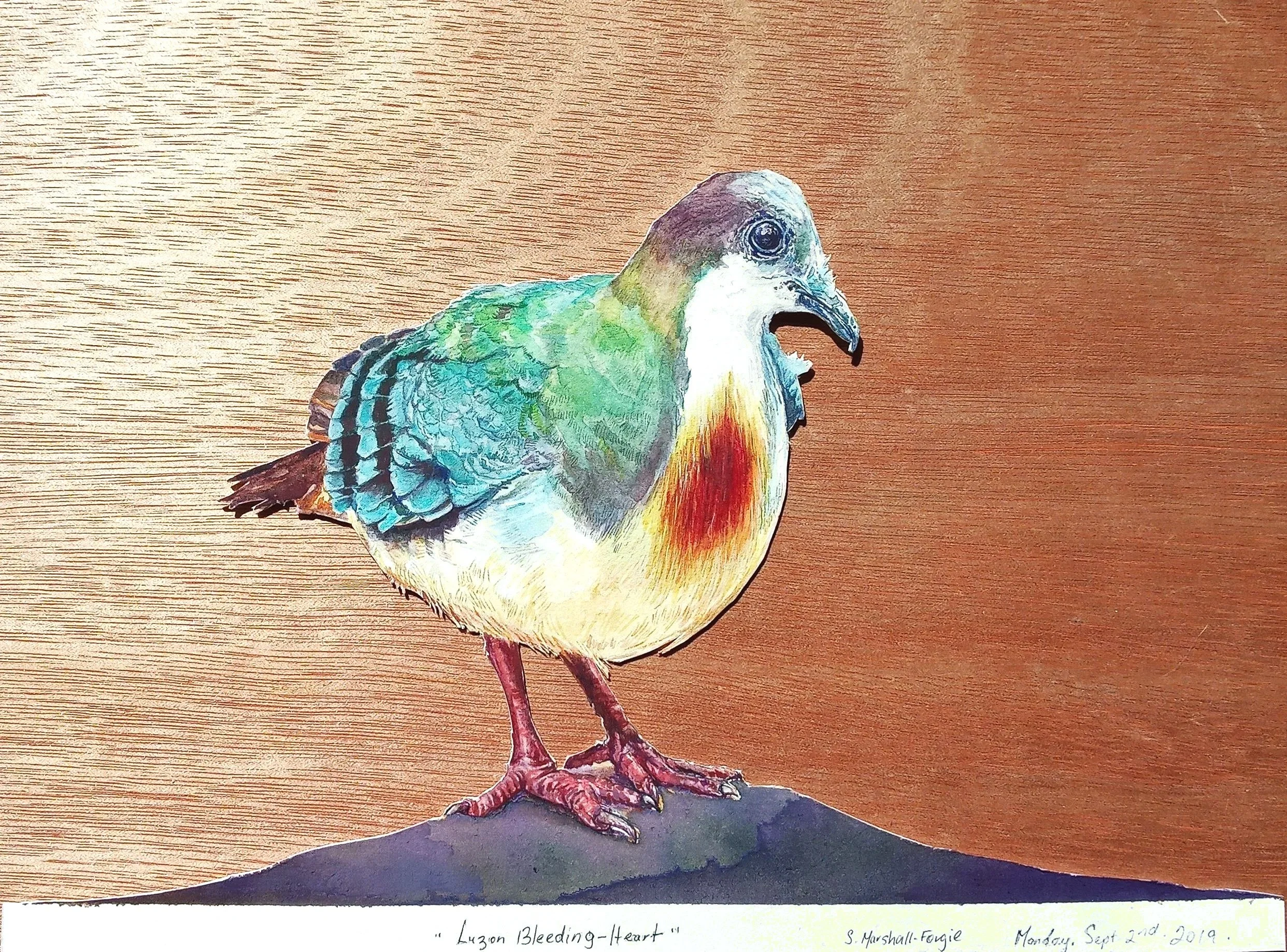 Watercolor Painting of a Bleeding Heart Dove that is cut out.