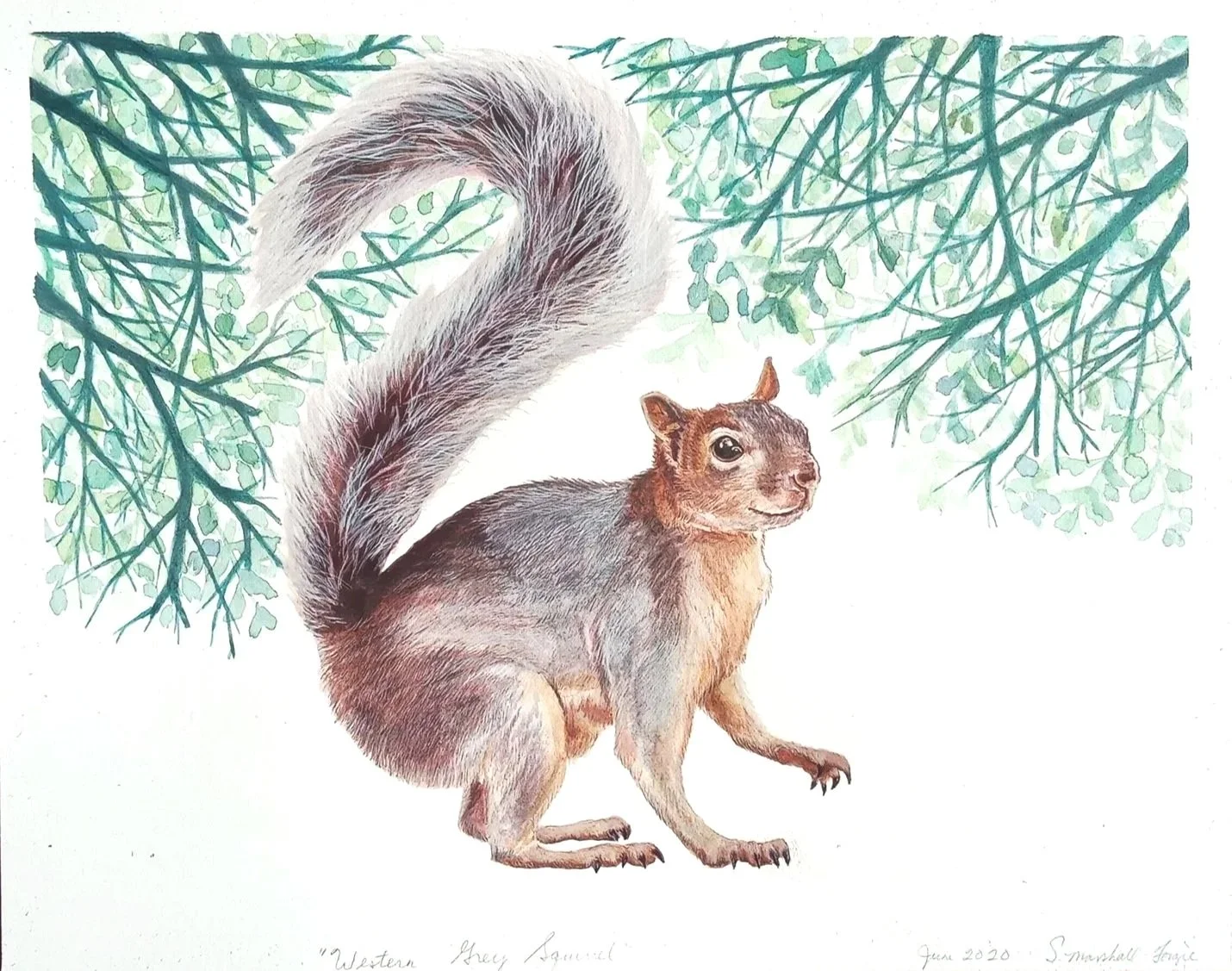 Watercolor painting of grey squirrel and green tree branches.