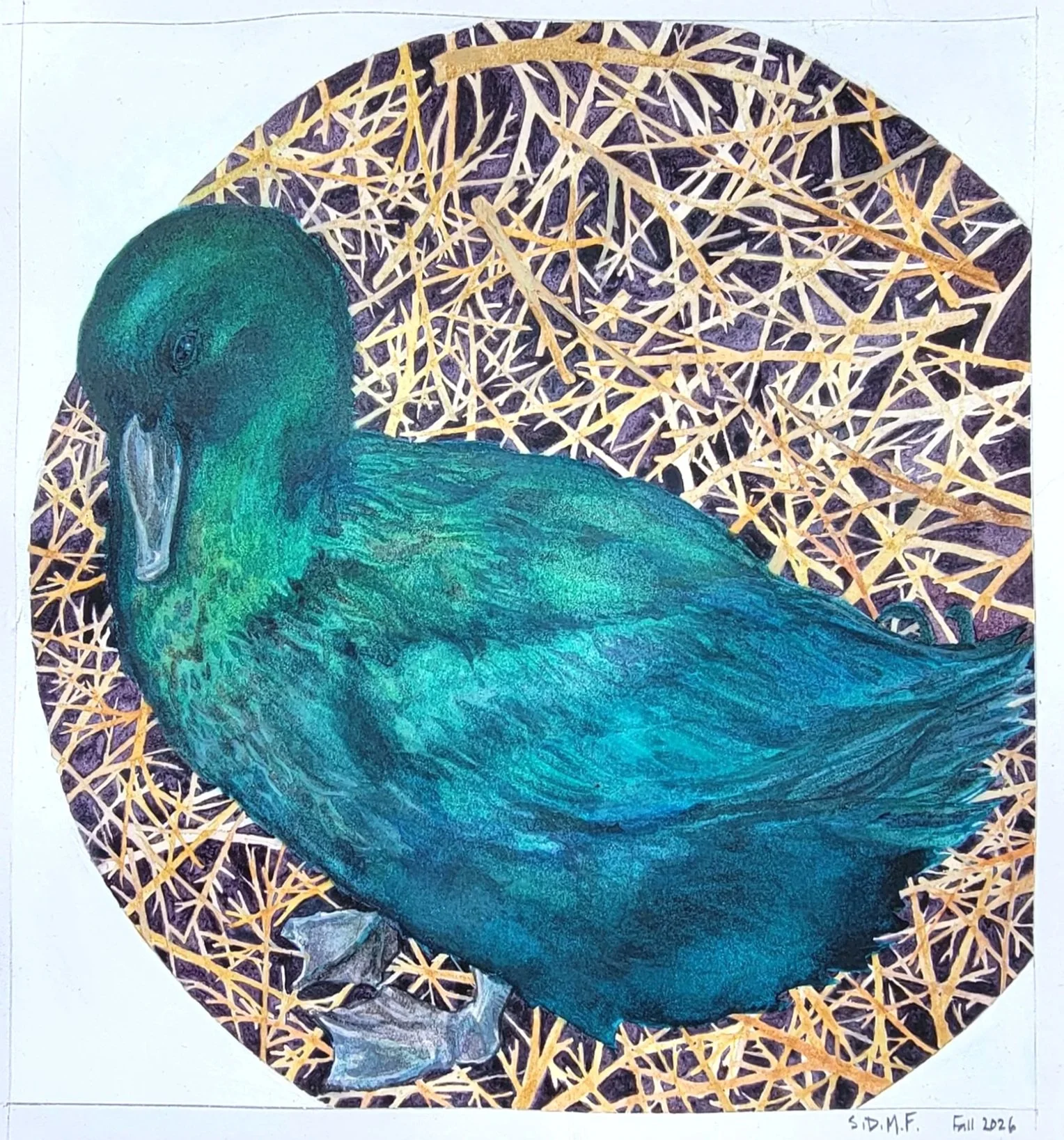 Watercolor Cayuga Duck