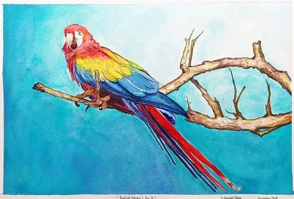 Watercolor Painting of Macaw on leafless branch against cerulean blue background.