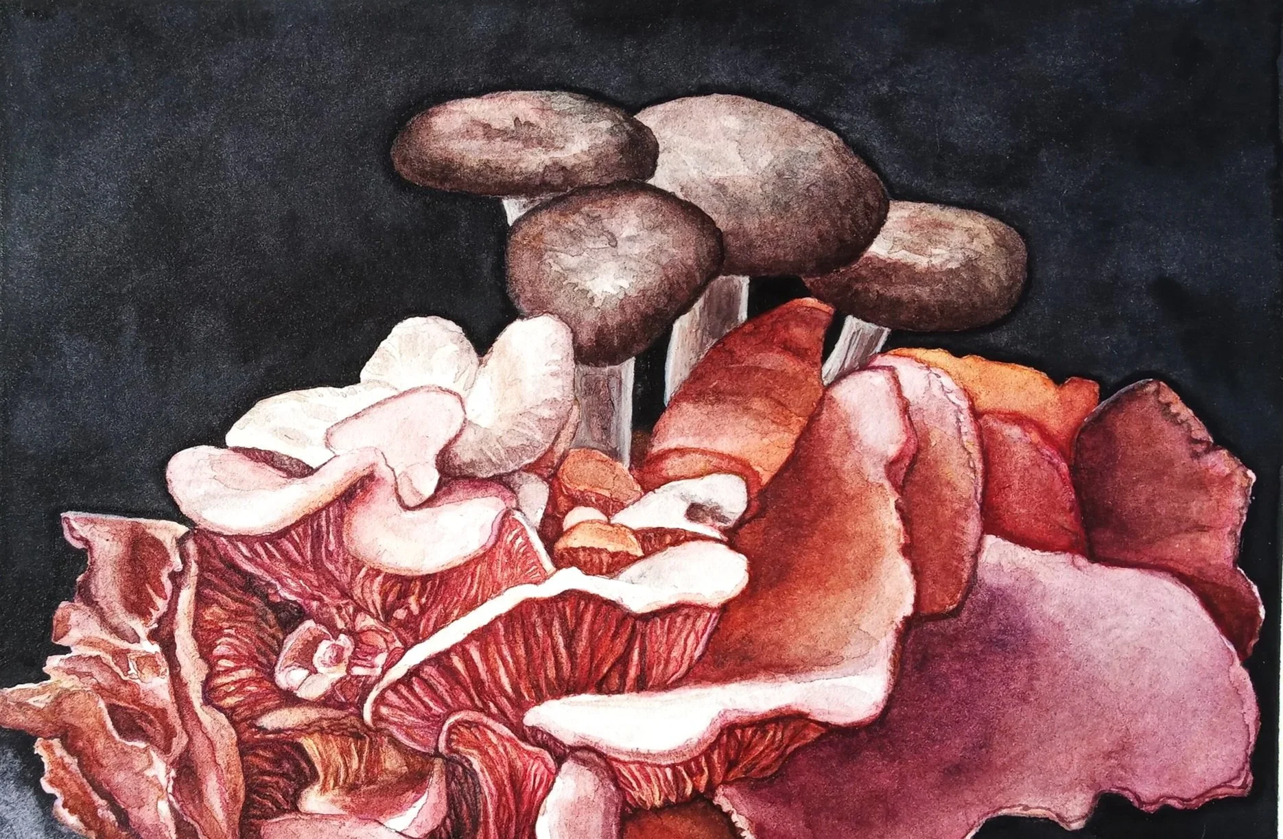 Watercolor study painting of a variety of mushrooms.