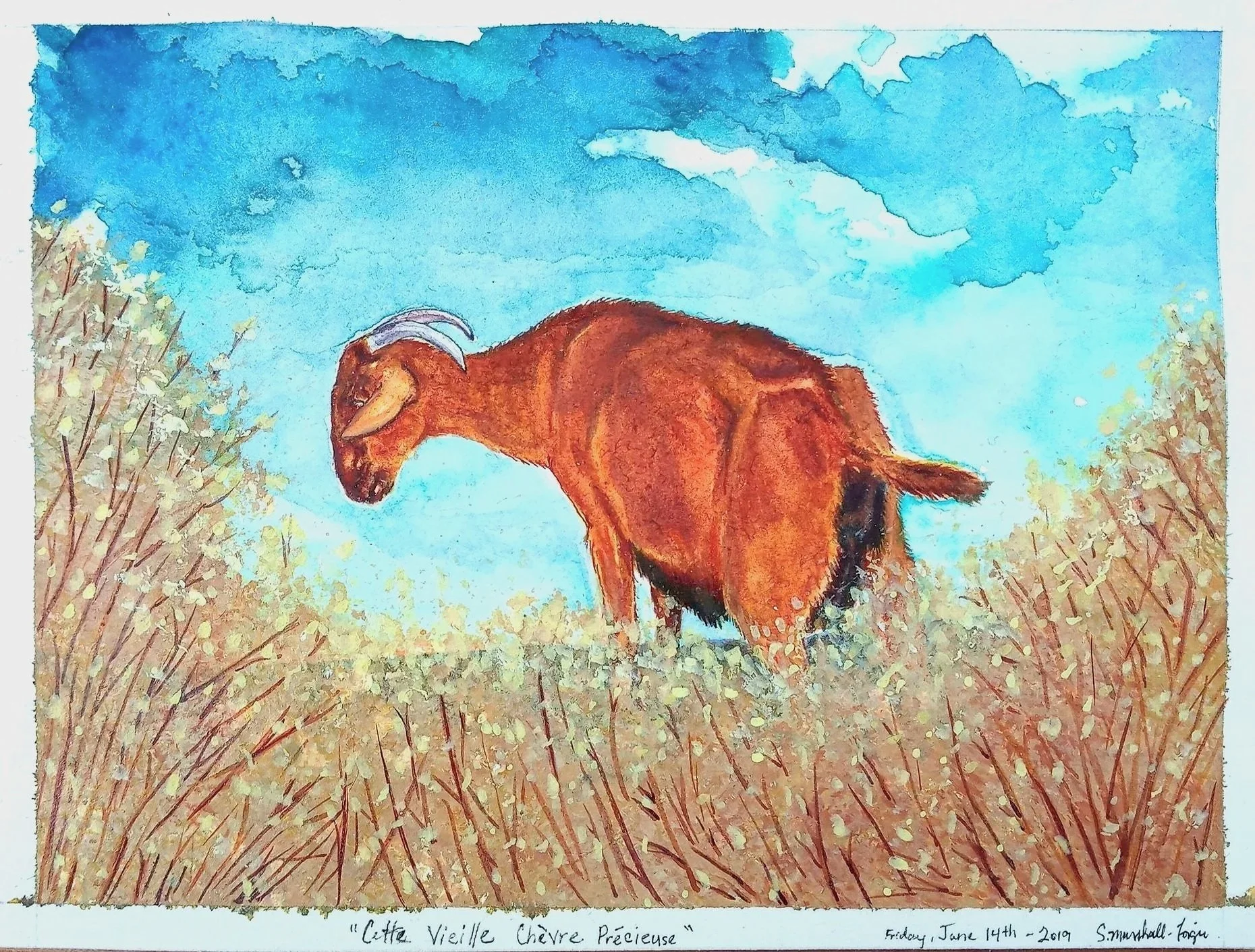 Watercolor Painting of Red Brown Doe Goat surrounded by blooming pale yellow brush against a blue skyscape.