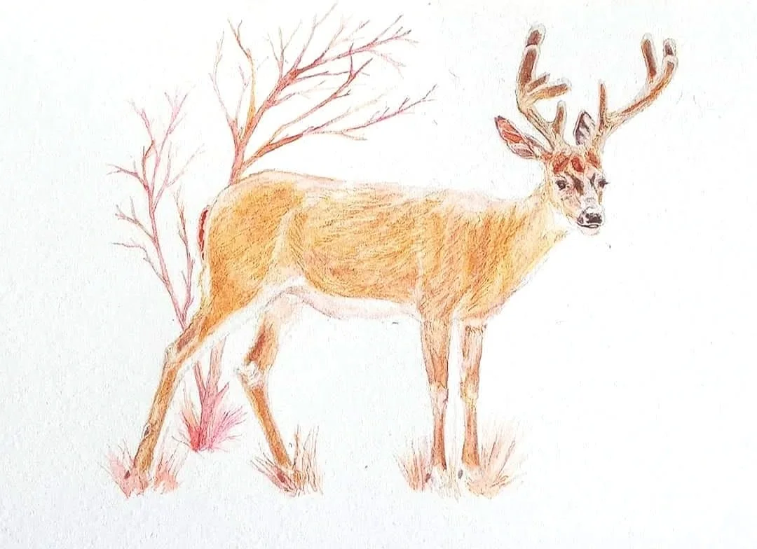 Watercolor Painting of young deer with velvet antlers.