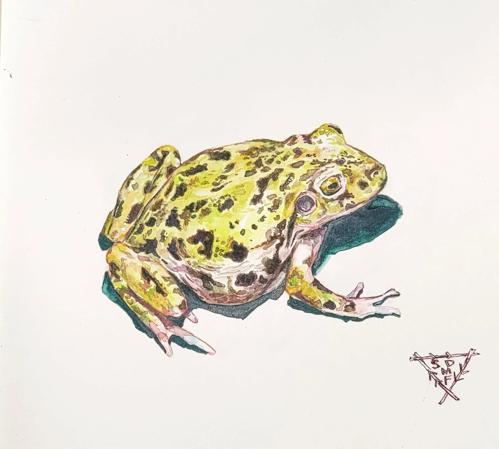 Watercolor Stusy of Balcones Barking Frog