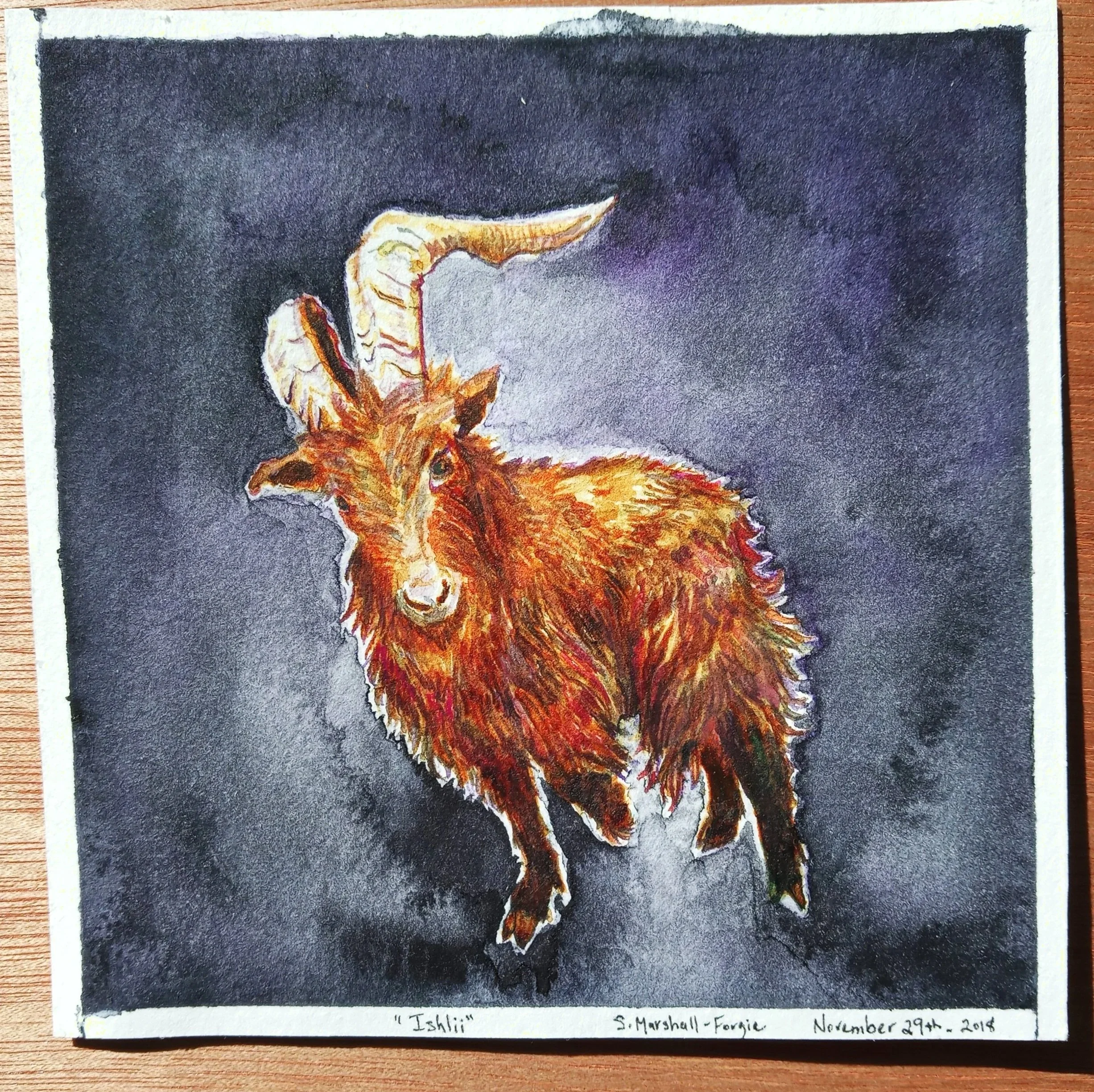 Small Watercolor Painting Of Red Billy Goat in a Dark Grey Blue Background.