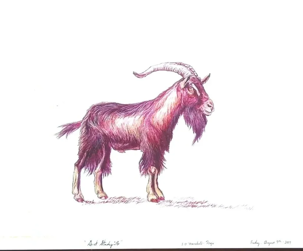 Watercolor Painting of Red Pink Billy Goat in a White Background.