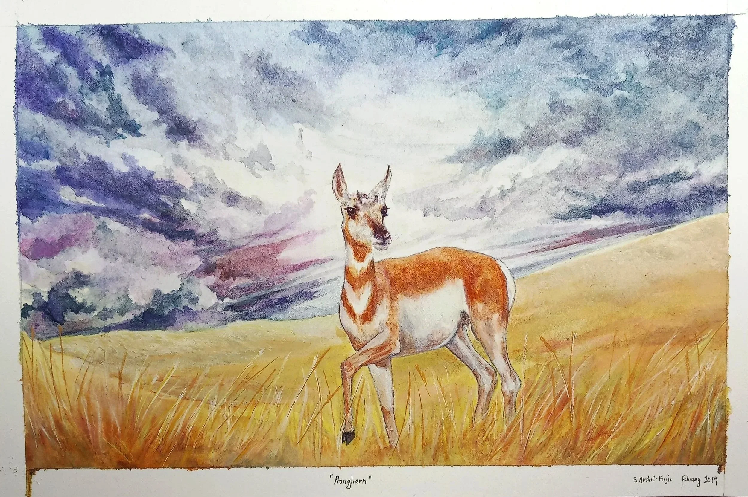 Watercolor Painting of a Pronghorn Antelope in pale grasslands with stormy background.