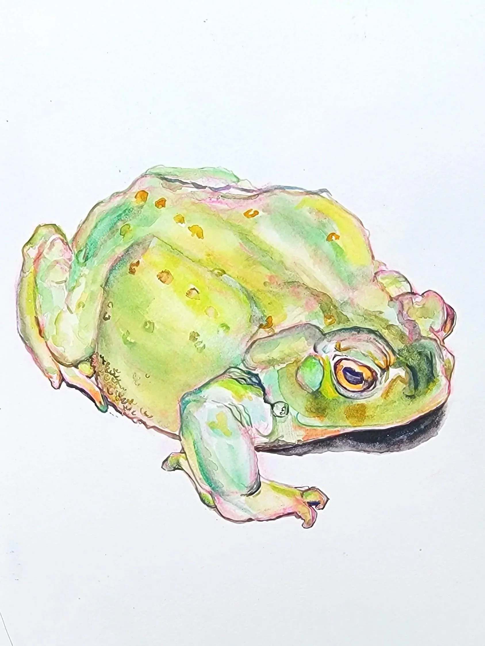 Watercolor study of American Bullfrog.