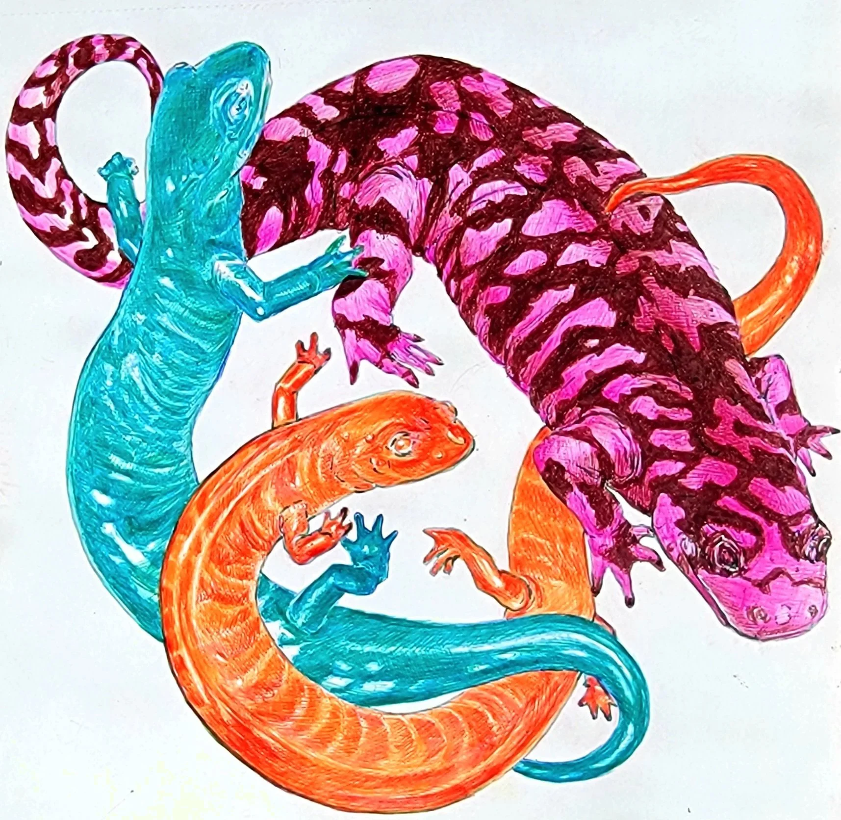 Ball Point Pen drawing of three amphibians in teal, pink and orange.