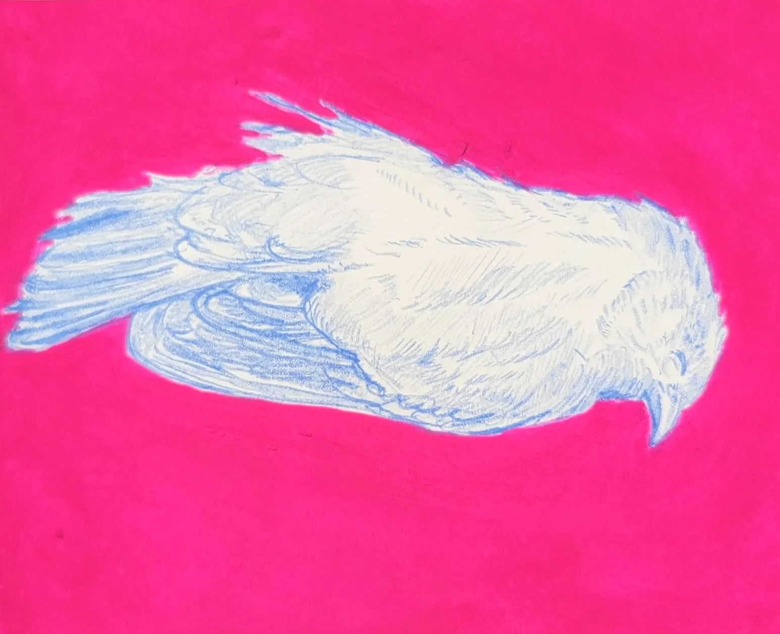 Blue Colored Pencil of deceased small bird with rose background.