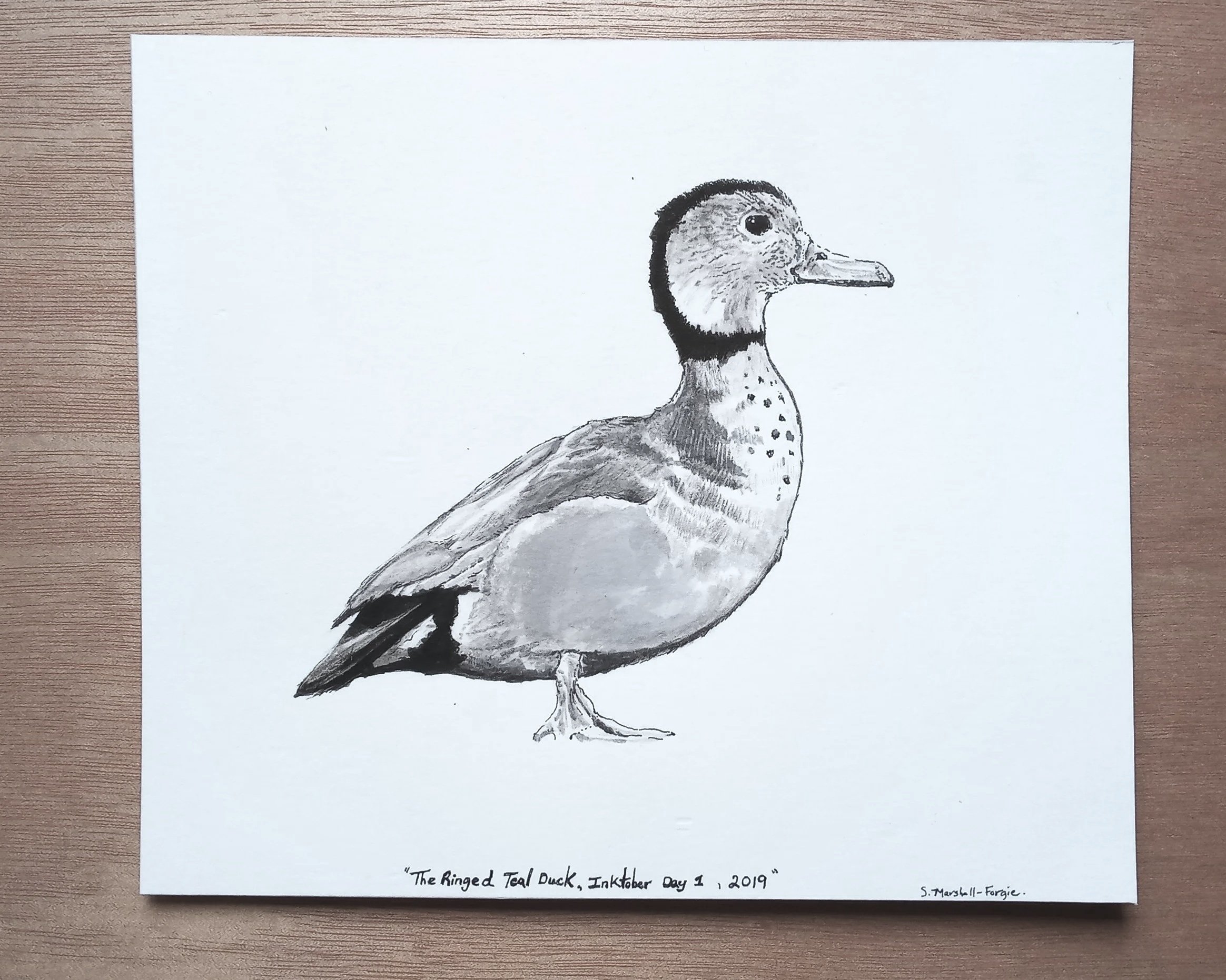 Ink drawing of a Ringed Teal Duck.
