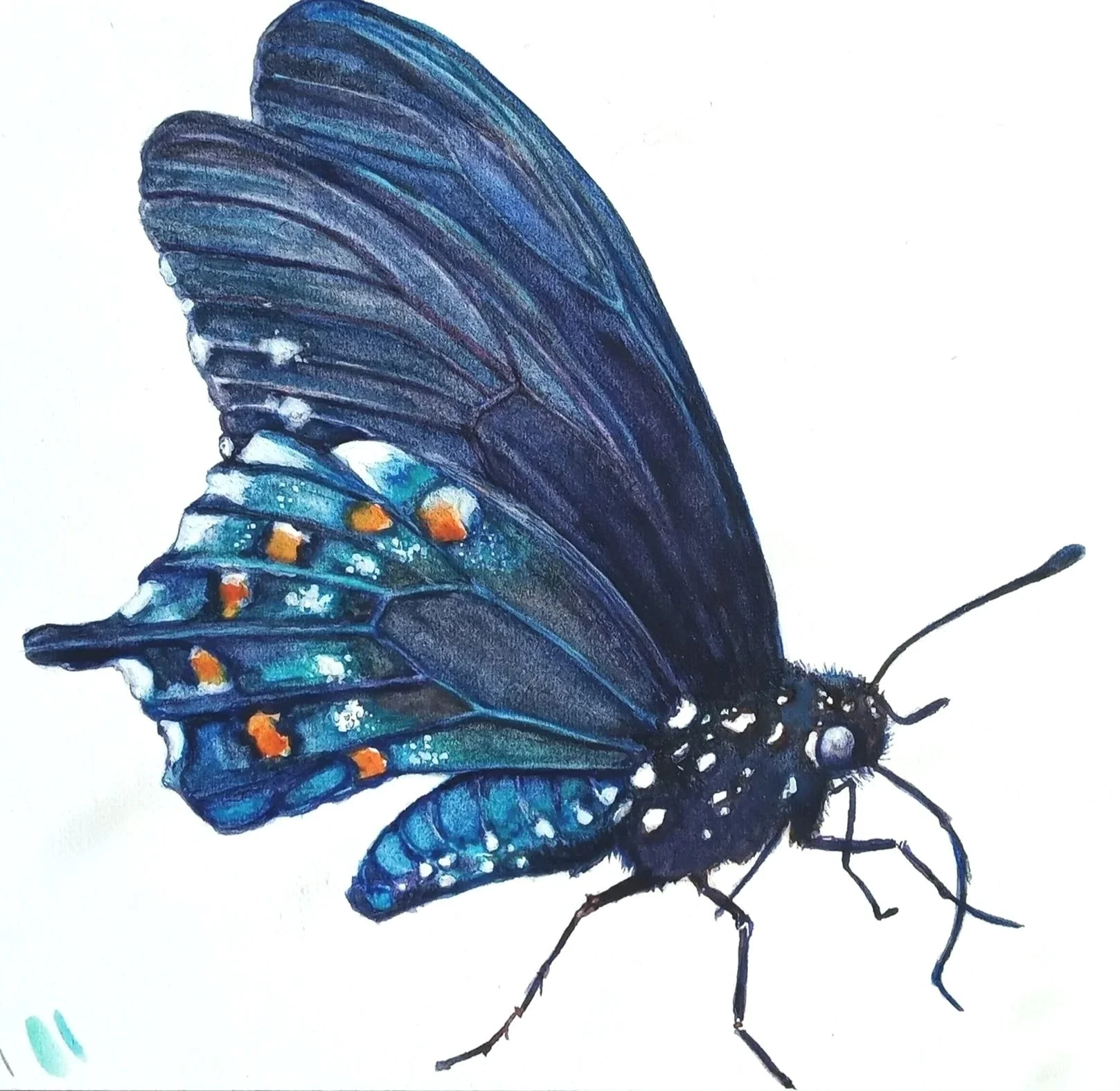 Watercolor Painting of a Blue Morpho Butterfly on a White Background.