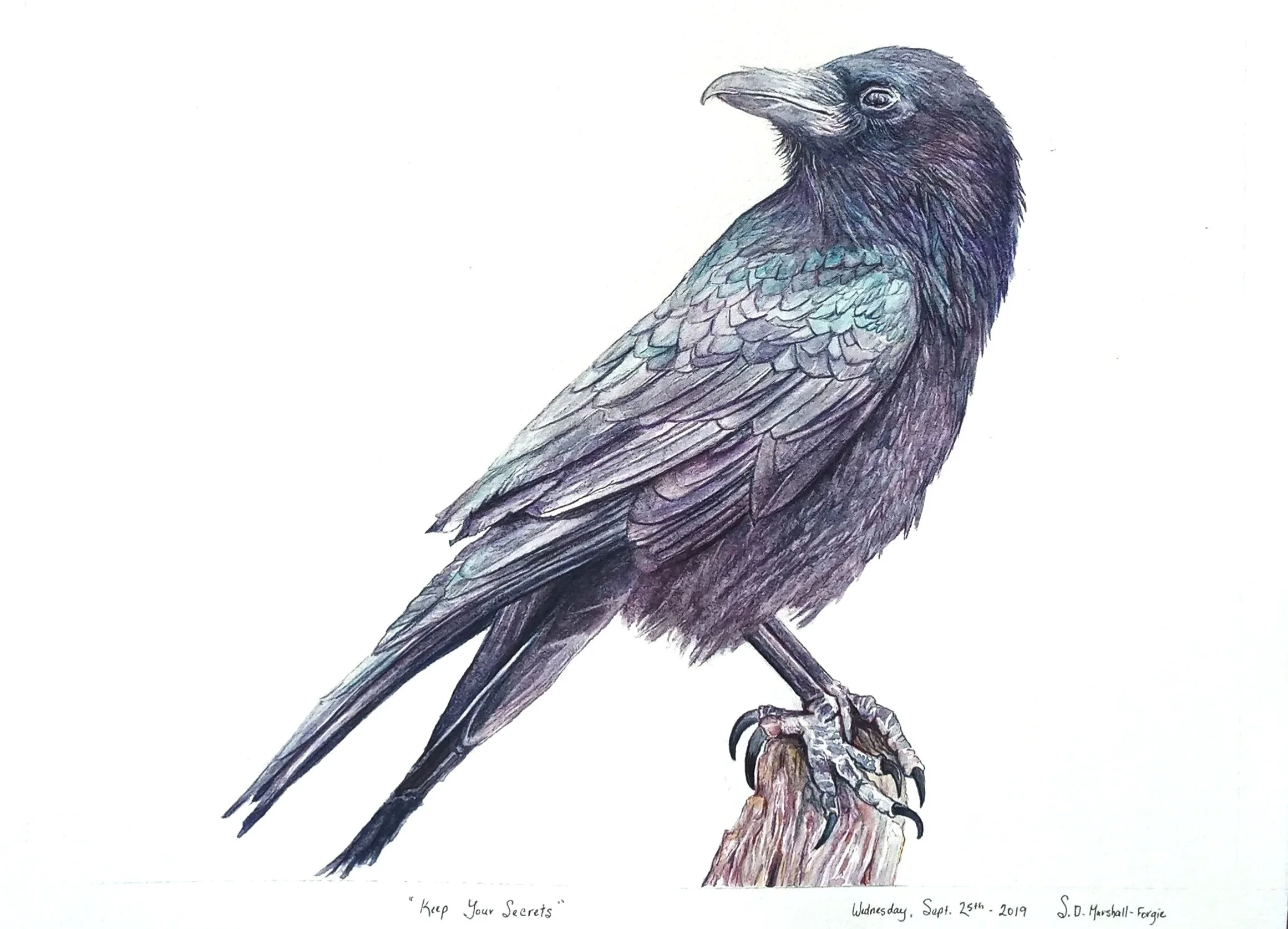 Watercolor Portrait Study of crow with a white background.