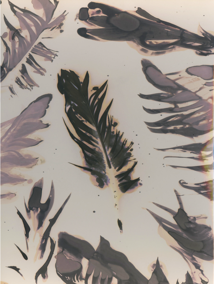 Phytograms