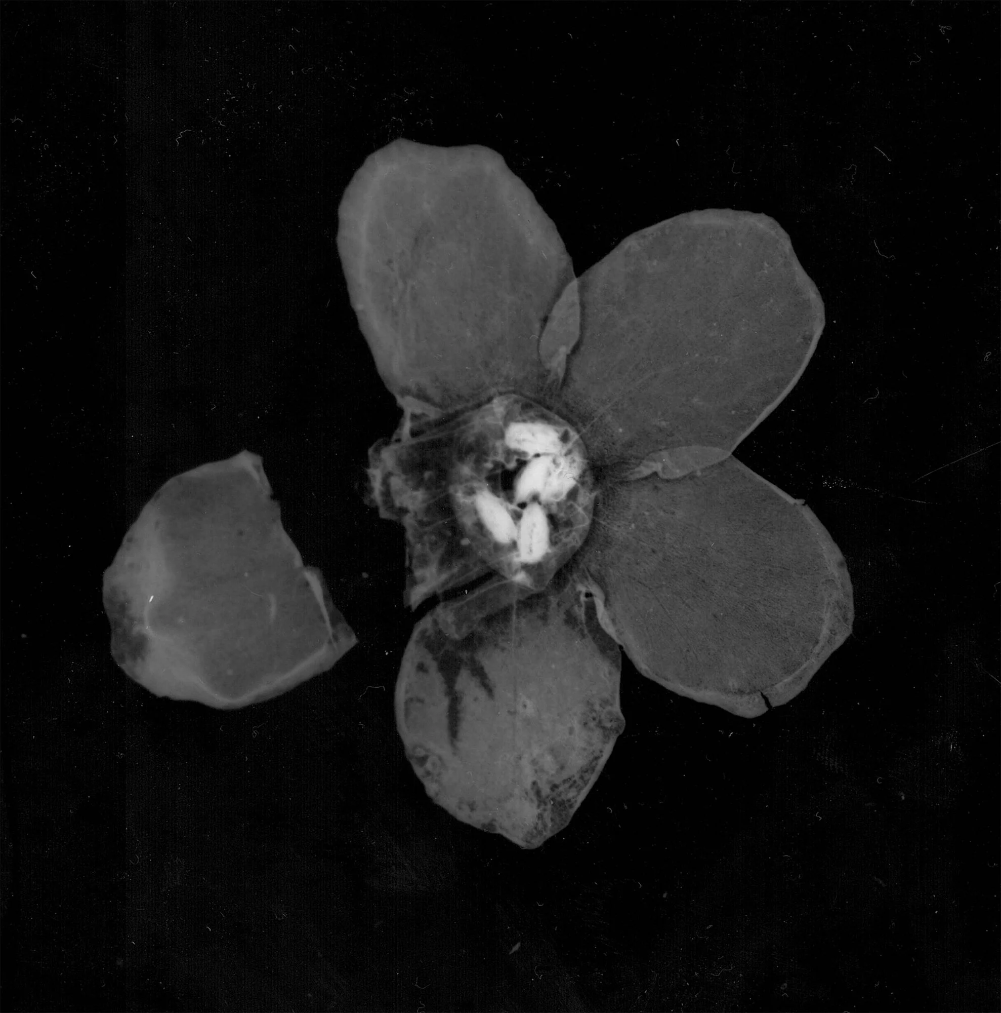 Forget me.jpg