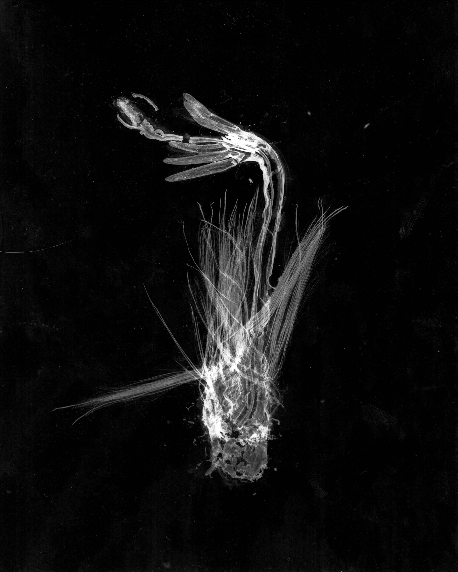 Dandilion seed.jpg