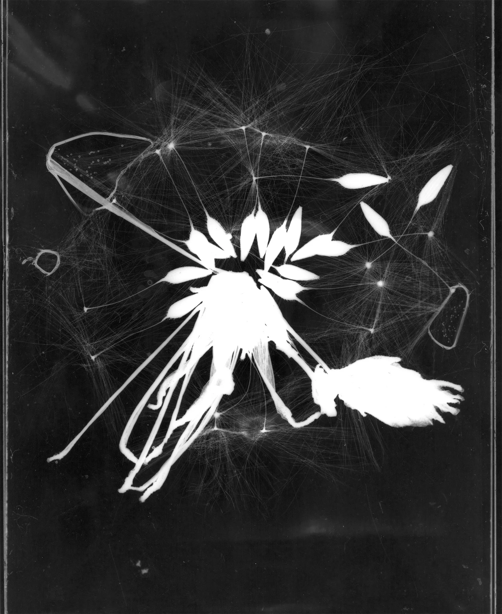 Whole Dandilion.jpg