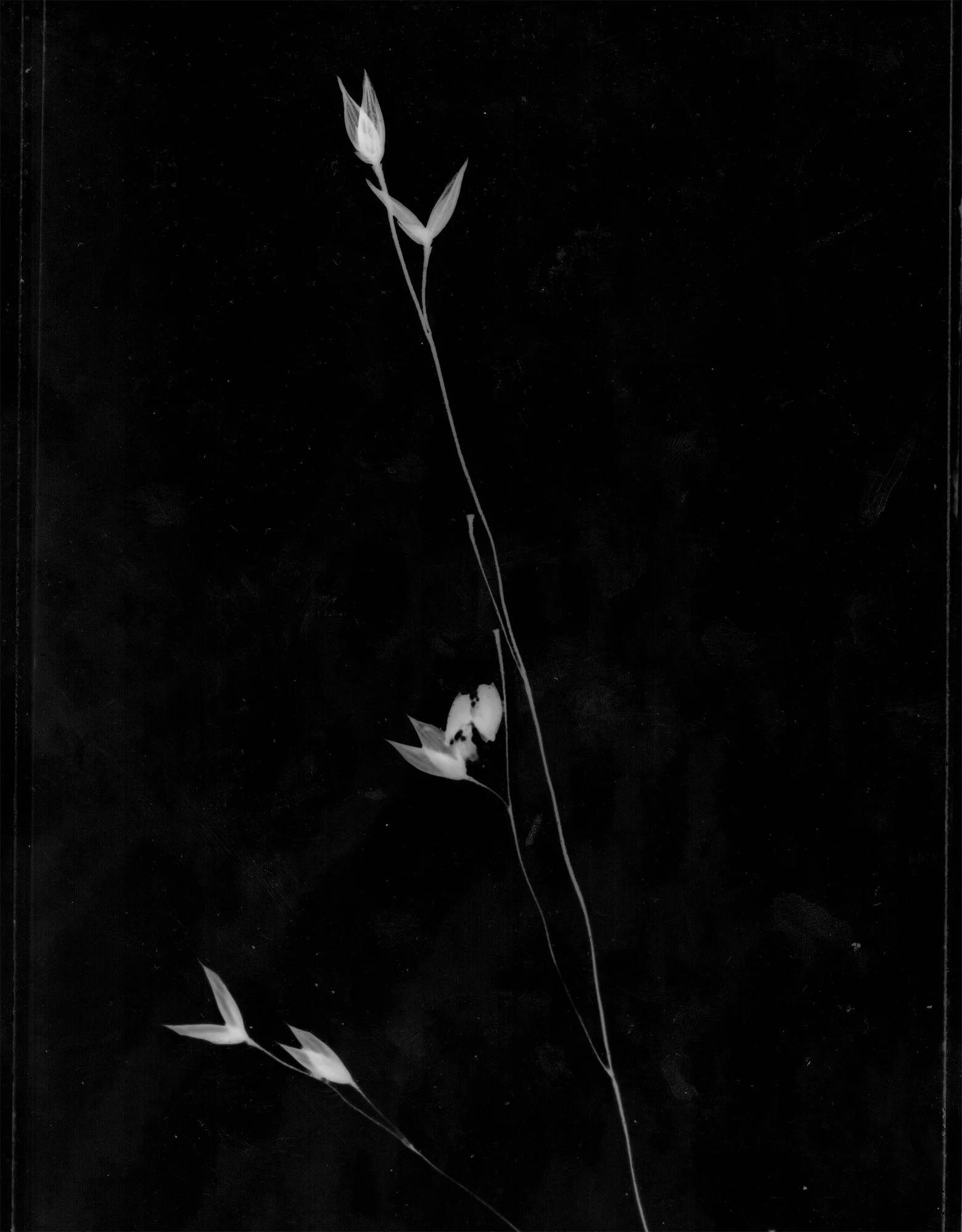 Delicate Weed.jpg