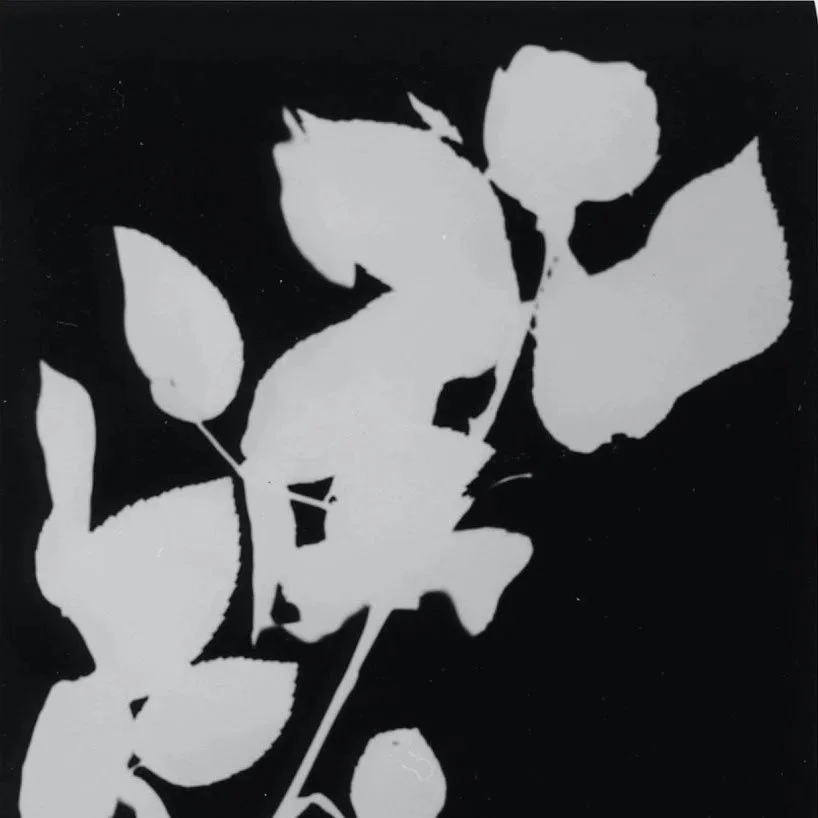 1+-+LMN+flower+photograms.jpg