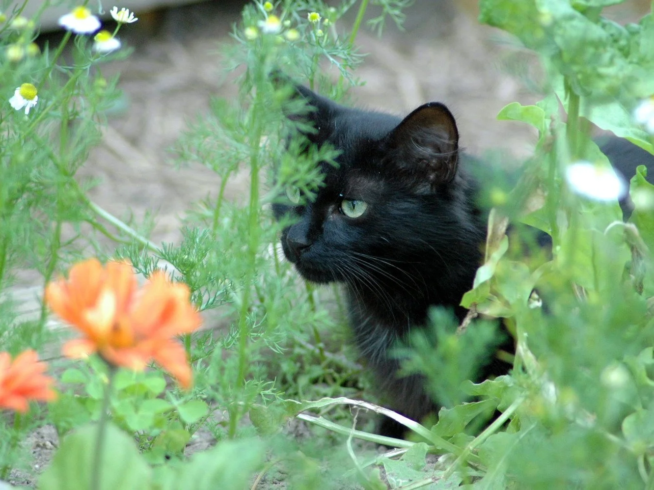 DSC_0272.JPG