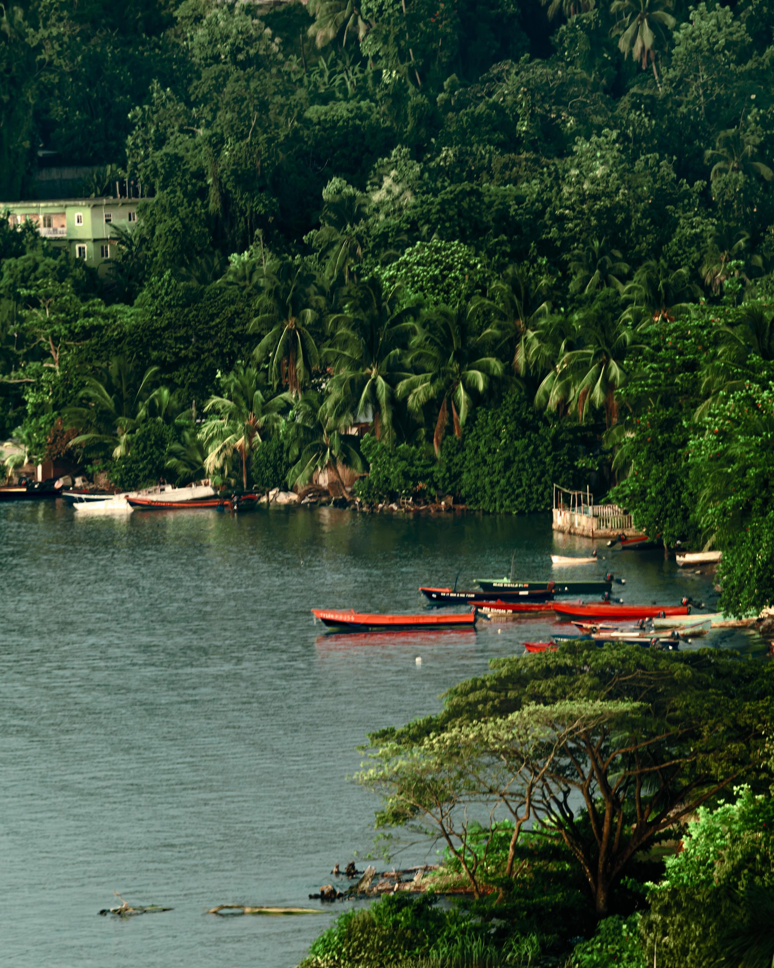 Port Antonio keeps her fishing fleet tucked safely away among the trees on the edge of west harbor 
From up on Bonnie View you can&rsquo;t hear a thing &mdash; no engines, no voices &mdash; just red hulls sitting still on green water, names painted o