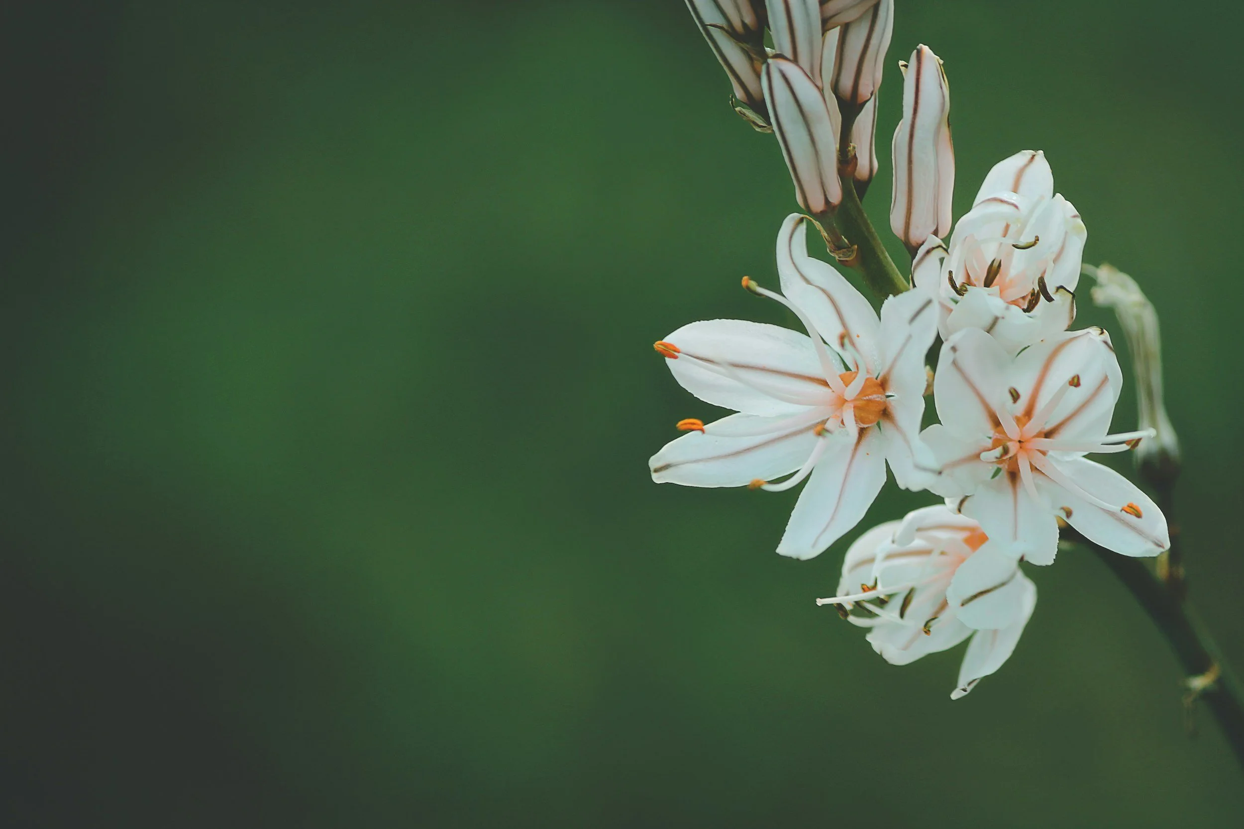 Close-up of white flowers with orange stamens against a blurred green background.