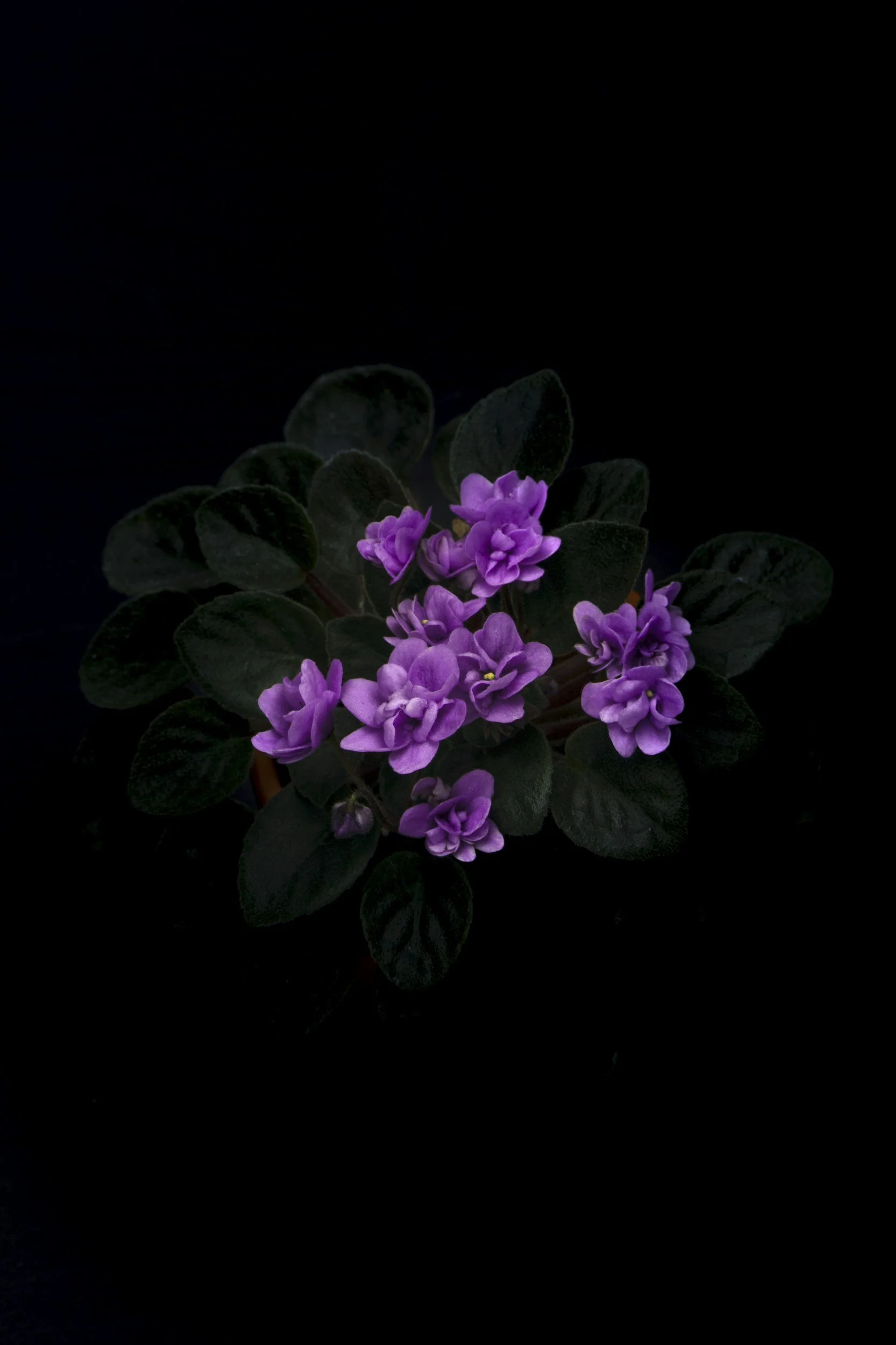 A small cluster of purple flowers with dark green leaves against a black background.