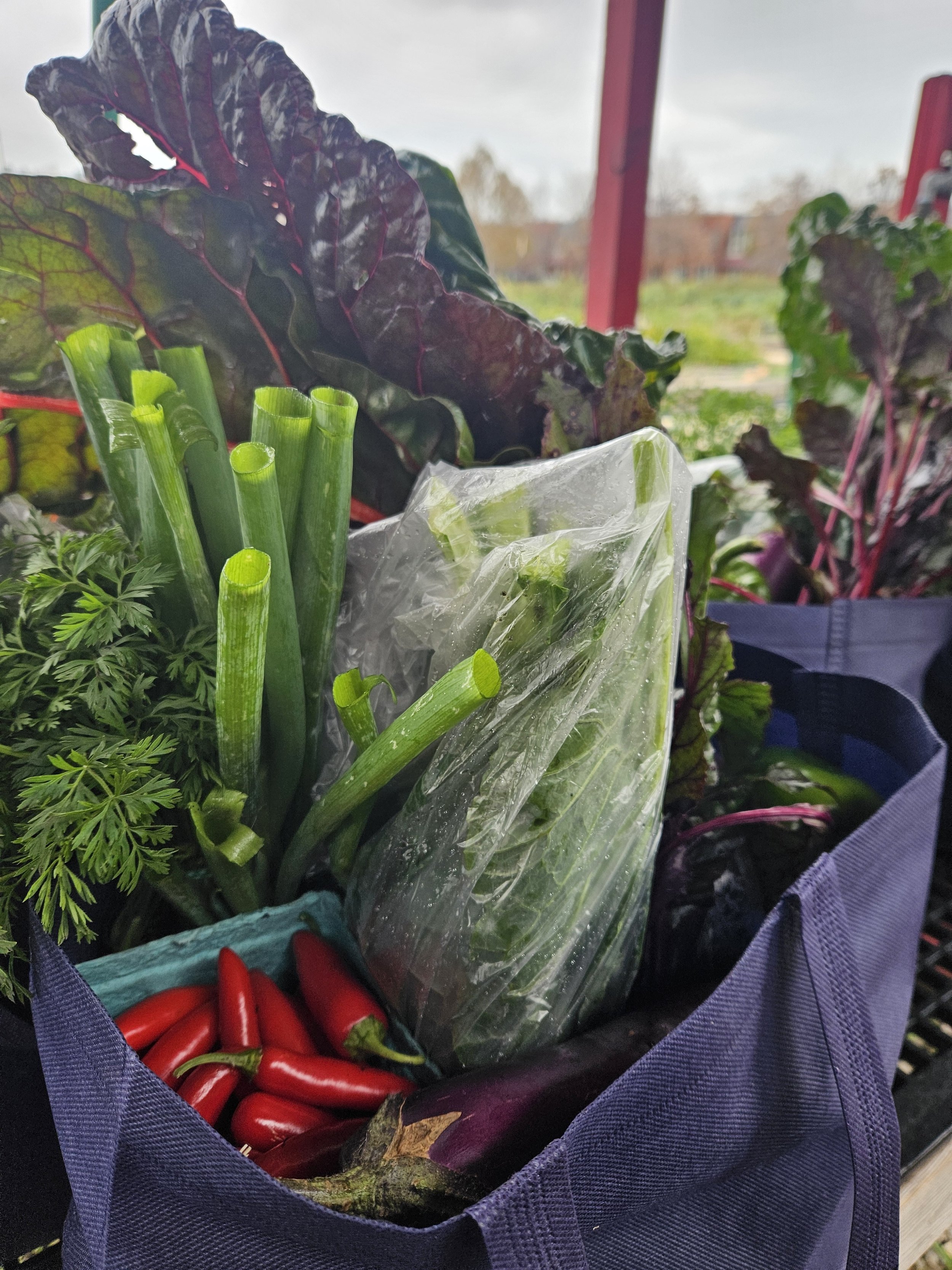 A bag of fresh vegetables including red chili peppers, green spring onions, parsley, purple kale, and Swiss chard with red veins.