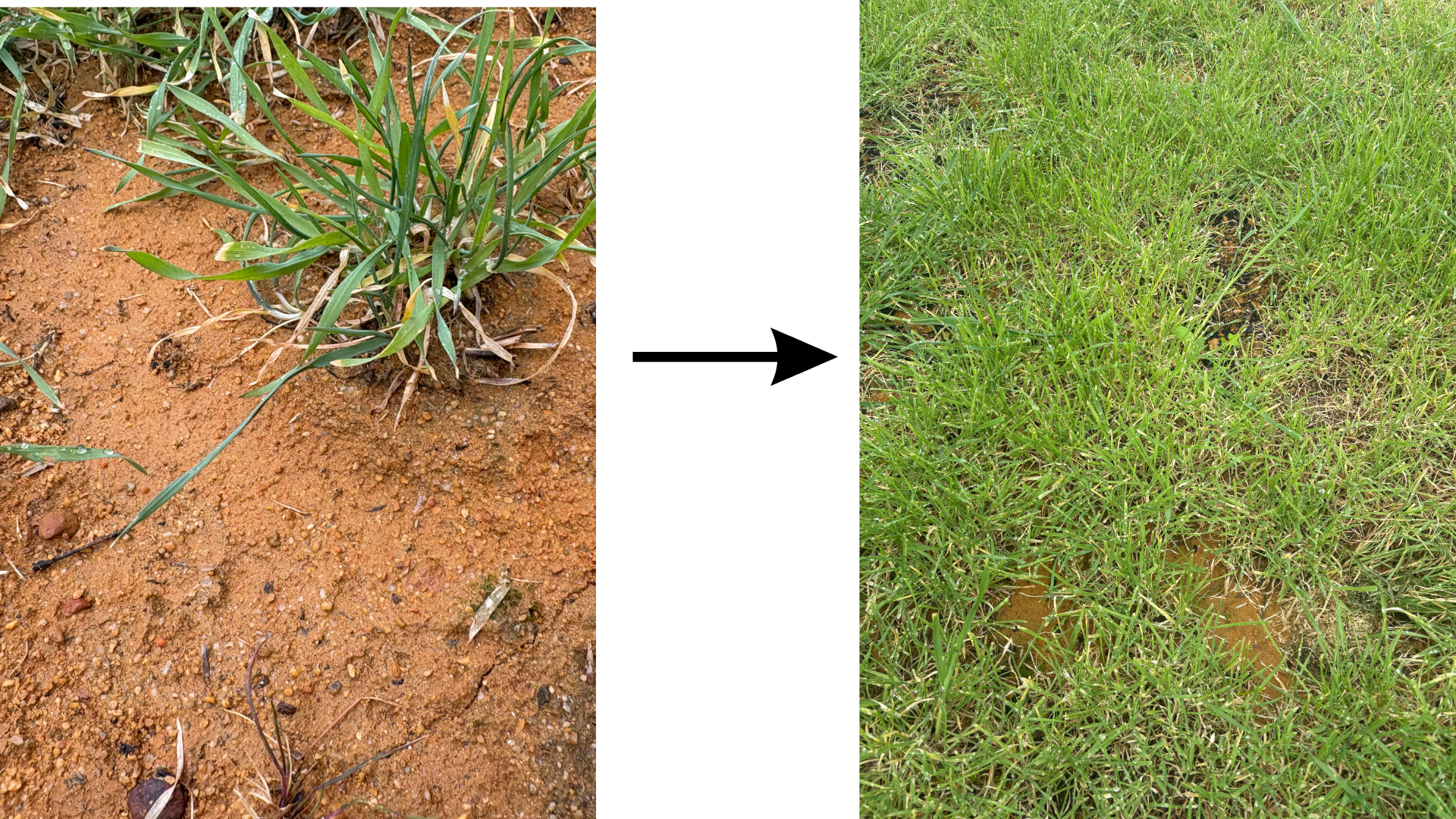 Comparison image showing a patch of dry, sparse grass growing in hard compacted soil, on the left and lush, green grass on the right after soil has been improved.
