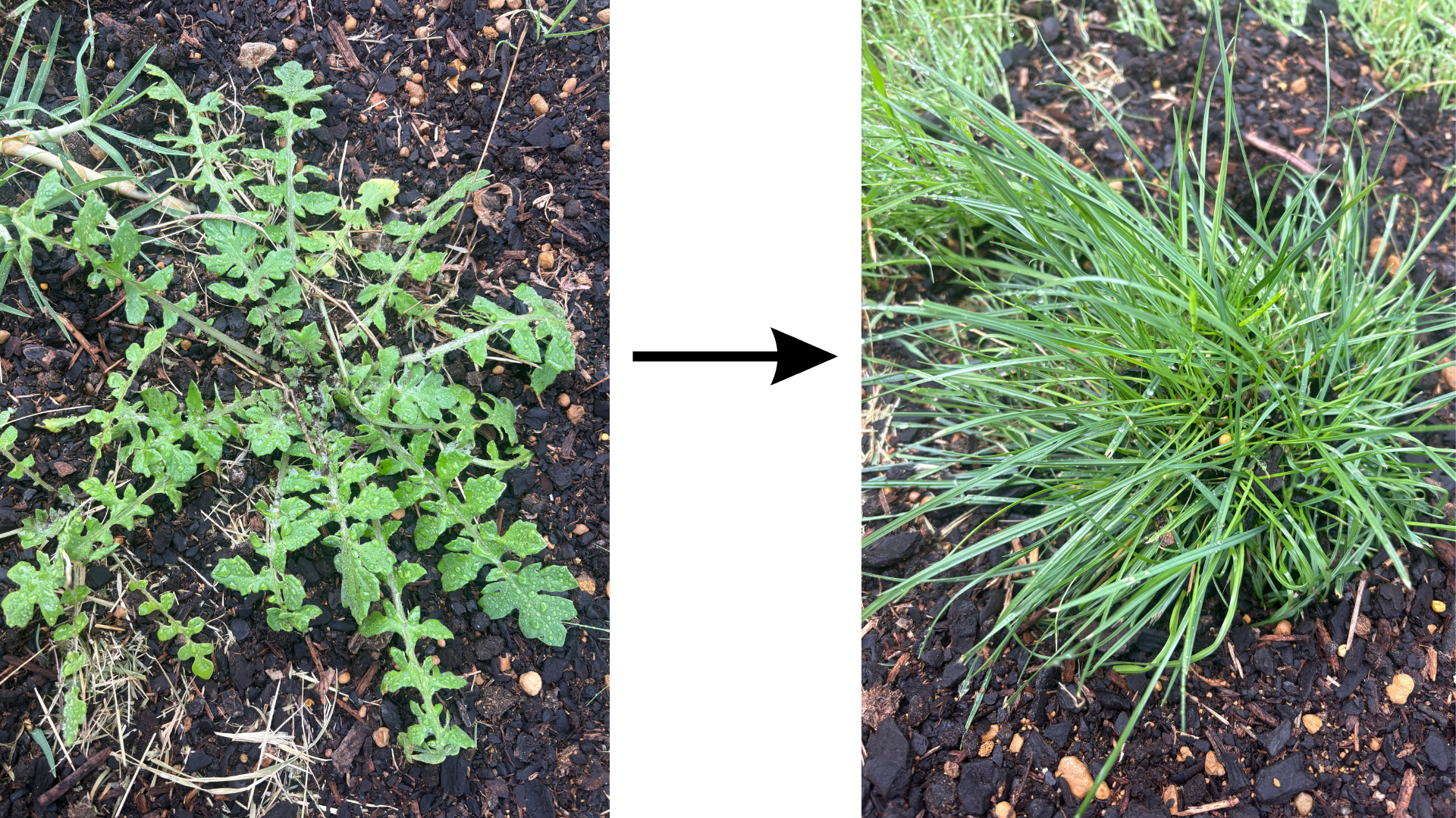 Comparison of two plants growing in soil; The left shows a weed growing while the right shows a healthy clump of grass after the soil has been improved.
