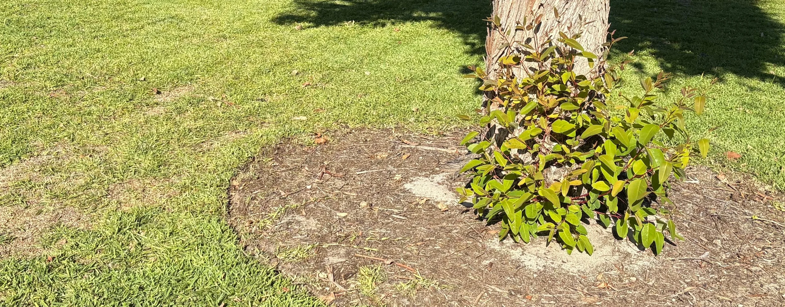 A healthy grass lawn that is freshly mowed surrounding a well defined edging to support a tidy trees surrounding.